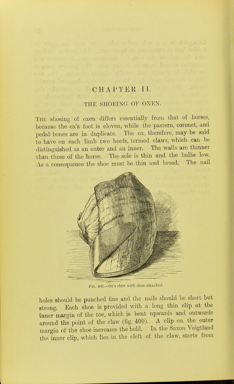 THE SHOEING OF OXEN. The shoeing of oxen differs essentially from that of horses, because the ox's foot is cloven, while the pastern, coronet, and pedal bones are in duplicate. The ox, therefore, may be said to have on each limb two hoofs, termed claws, which can be distinguished as an outer and an inner. The walls are thinner than those of the horse. The sole is thin and the bulbs low. As a consequence the shoe must be thin and broad. The nail Fig. 400.—Ox's claw with shoe attached. holes should be punched fine and the nails should be short but strong. Each shoe is provided with a long thin clip at the inner margin of the toe, which is bent upwards and outwards around the point of the claw (fig. 400). A clip on the outer margin of the shoe increases the hold. In the Saxon Voigtland the inner clip, which lies in the cleft of the claw, starts from