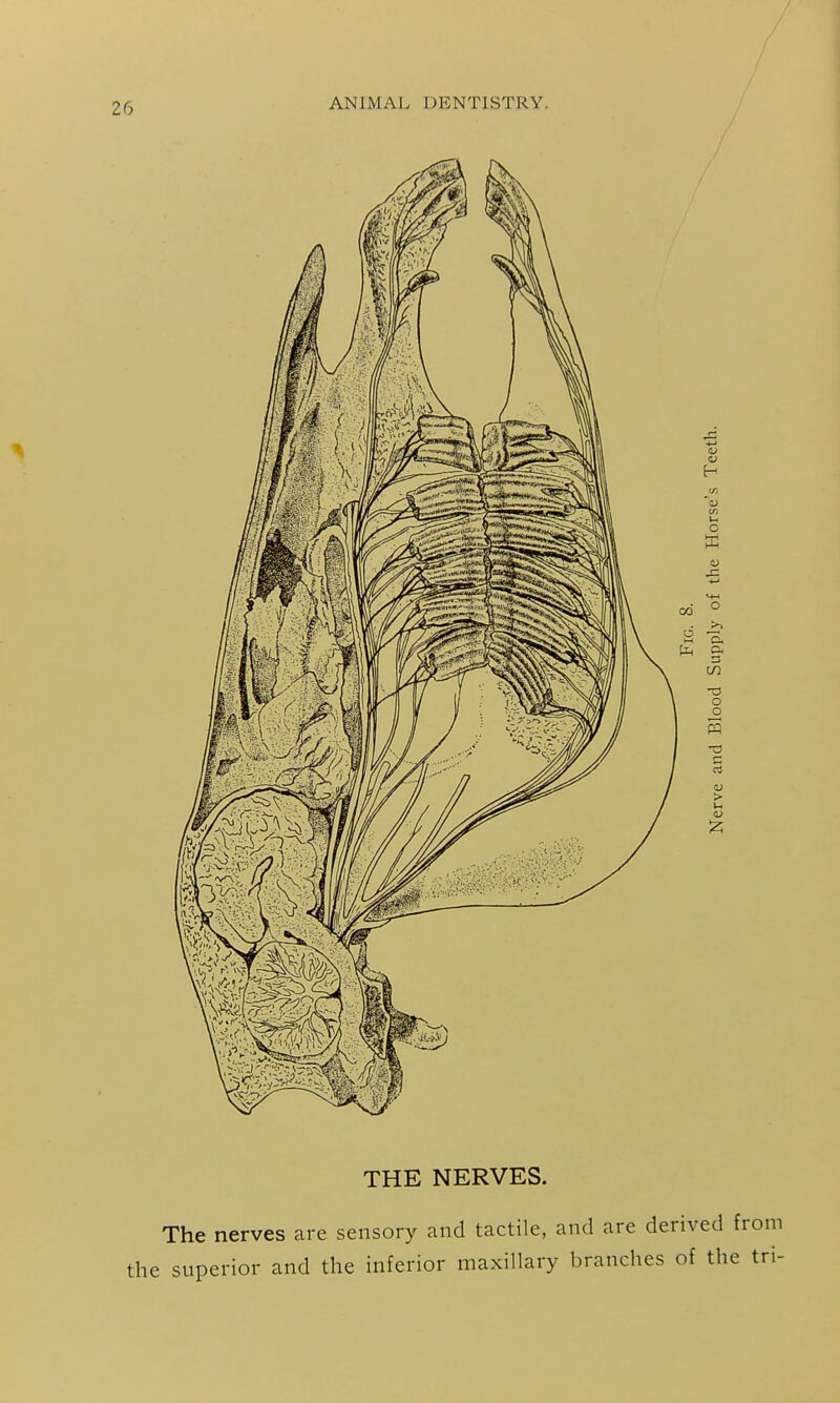 / THE NERVES. The nerves are sensory and tactile, and are derived from the superior and the inferior maxillary branches of the tri-