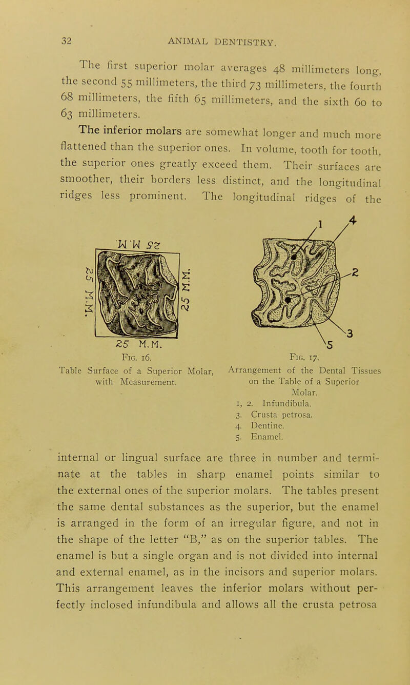 The first superior molar averages 48 millimeters long, the second 55 millimeters, the third 73 millimeters, the fourth 68 millimeters, the fifth 65 millimeters, and the sixth 60 to 63 millimeters. The inferior molars are somewhat longer and much more flattened than the superior ones. In volume, tooth for tooth, the superior ones greatly exceed them. Their surfaces are smoother, their borders less distinct, and the longitudinal ridges less prominent. The longitudinal ridges of the WW Z5 M.M. Fig. 16. Fig. 17. Table Surface of a Superior Molar, Arrangement of the Dental Tissues with Measurement. on the Table of a Superior Molar. I, 2. Infundibula. 3. Crusta petrosa. 4. Dentine. 5. Enamel. internal or lingual surface are three in number and termi- nate at the tables in sharp enamel points similar to the external ones of the superior molars. The tables present the same dental substances as the superior, but the enamel is arranged in the form of an irregular figure, and not in the shape of the letter B, as on the superior tables. The enamel is but a single organ and is not divided into internal and external enamel, as in the incisors and superior molars. This arrangement leaves the inferior molars without per- fectly inclosed infundibula and allows all the crusta petrosa