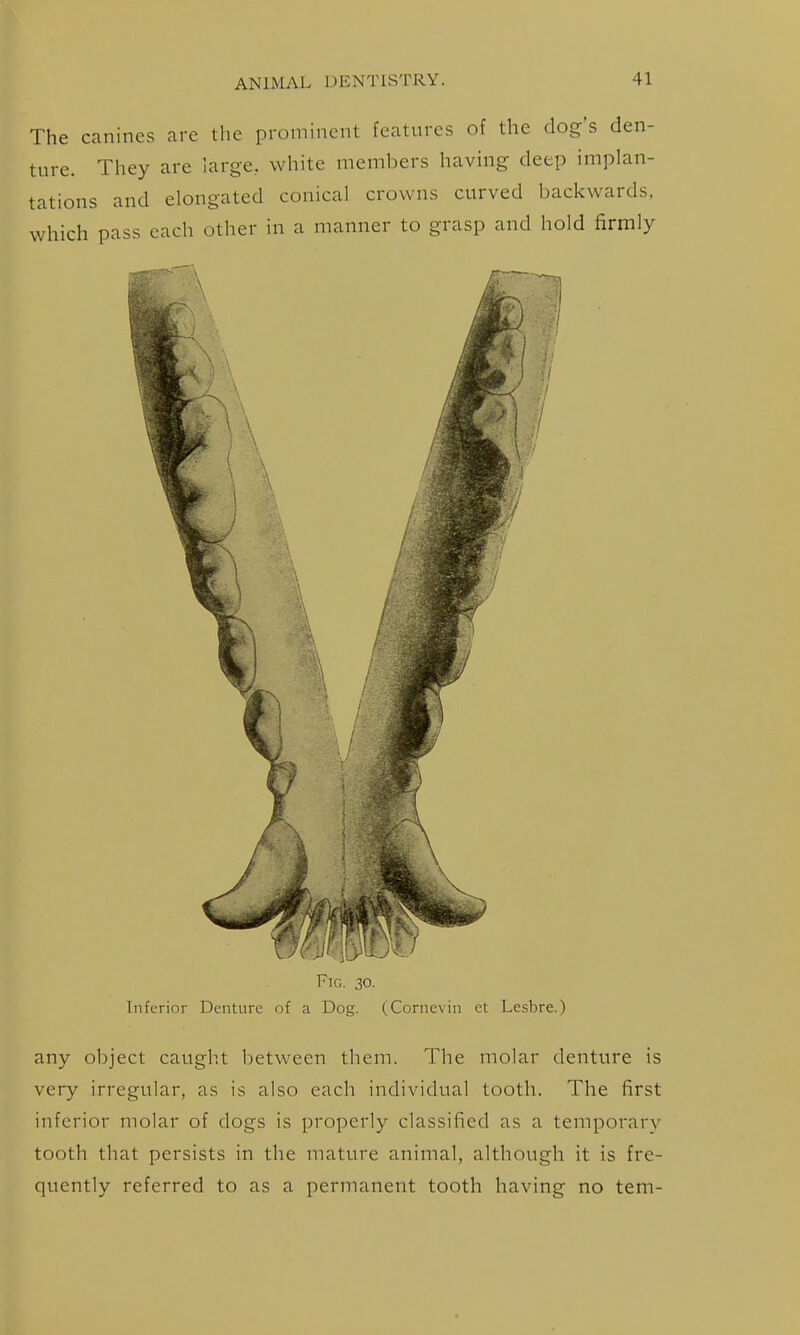 The canines are the prominent features of the dog:'s den- ture. They are large, white members having deep implan- tations and elongated conical crowns curved backwards, which pass each other in a manner to grasp and hold firmly Ftg. 30. Inferior Denture of a Dog. (.Cornevin et Lesbre.) any object caught between them. The molar denture is very irregular, as is also each individual tooth. The first inferior molar of dogs is properly classified as a temporary tooth that persists in the mature animal, although it is fre- quently referred to as a permanent tooth having no tem-
