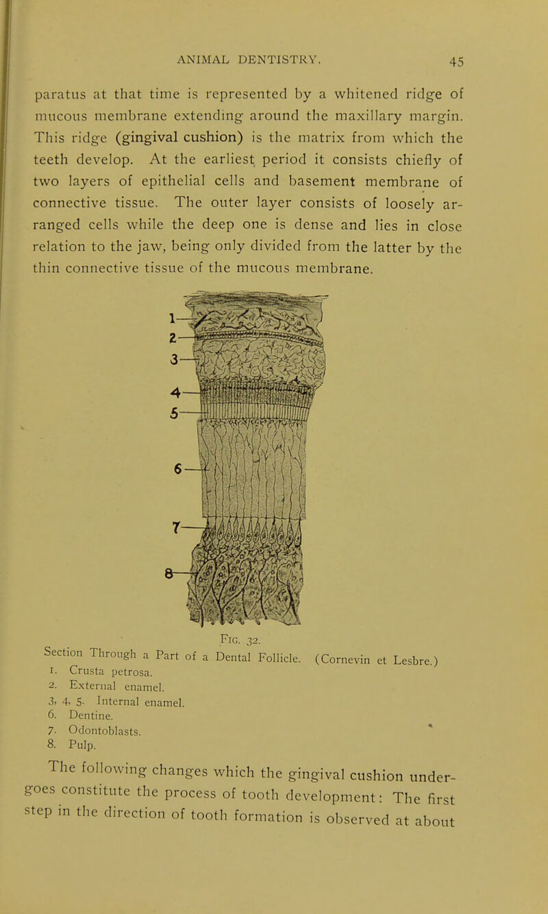 paratus at that time is represented by a whitened ridge of mucous membrane extending around the maxillary margin. This ridge (gingival cushion) is the matrix from which the teeth develop. At the earliest period it consists chiefly of two layers of epithelial cells and basement membrane of connective tissue. The outer layer consists of loosely ar- ranged cells while the deep one is dense and lies in close relation to the jaw, being only divided from the latter by the thin connective tissue of the mucous membrane. 1 Fig. 32. Section Through a Part of a Dental Follicle. (Cornevin et Lesbre.) 1. Crusta petrosa. 2. External enamel. 3. 4, 5- Internal enamel. 6. Dentine. 7- Odontoblasts. 8. Pulp. The following changes which the gingival cushion under- goes constitute the process of tooth development: The first step in the direction of tooth formation is observed at about