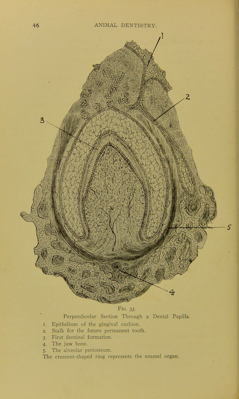 Fig. 33. Perpendicular Section Through a Dental Papilla. 1. Epithelium of the gingival cushion. 2. Stalk for the future permanent tooth. 3. First dentinal formation. 4. The jaw bone. 5. The alveolar periosteum. The crescent-shaped ring represents the enamel organ.