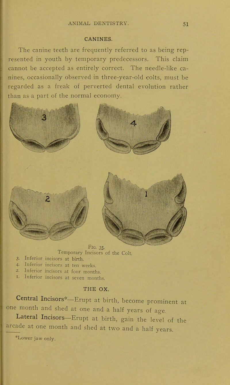 CANINES. The canine teeth are frequently referred to as being rep- resented in youth by temporary predecessors. This claim cannot be accepted as entirely correct. The needle-like ca- nines, occasionally observed in three-year-old colts, must be regarded as a freak of perverted dental evolution rather than as a part of the normal economy. 3. 4- 2. I. Fig. 35. Temporary Incisors of the Colt, Inferior incisors at birth. Inferior incisors at ten weeks. Inferior incisors at four months. Inferior incisors at seven months. THE OX. Central Incisors*—Erupt at birth, become prominent at one month and shed at one and a half years of age. Lateral Incisors—Erupt at birth, gain the levd of the arcade at one month and shed at two and a half years. *Lower jaw only.