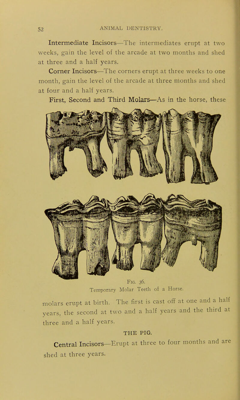 Intermediate Incisors—The intermediates erupt at two weeks, gain the level of the arcade at two months and shed at three and a half years. Comer Incisors—The corners erupt at three weeks to one month, gain the level of the arcade at three months and shed at four and a half years. First, Second and Third Molars—As in the horse, these Fig. 36. Temporary Molar Teeth oi a Horse. molars erupt at birth. The first is cast off at one and a half years, the second at two and a half years and the third at three and a half years. THE PIG. Central Incisors—Erupt at three to four months and are shed at three years.