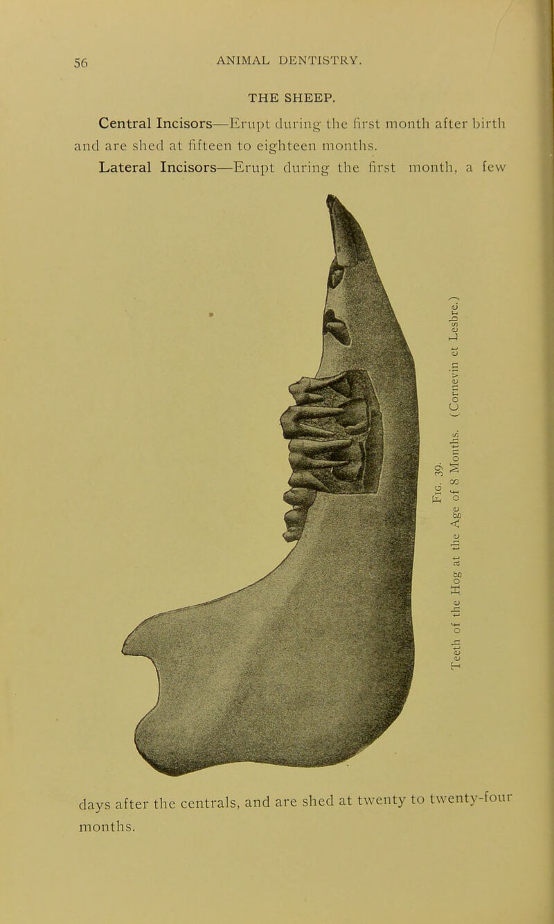 THE SHEEP. Central Incisors—Erupt during the lirst month after birth and are shed at fifteen to eighteen months. Lateral Incisors—Erupt during the first month, a few o . 00 be < o days after the centrals, and are shed at twenty to twenty-four months.