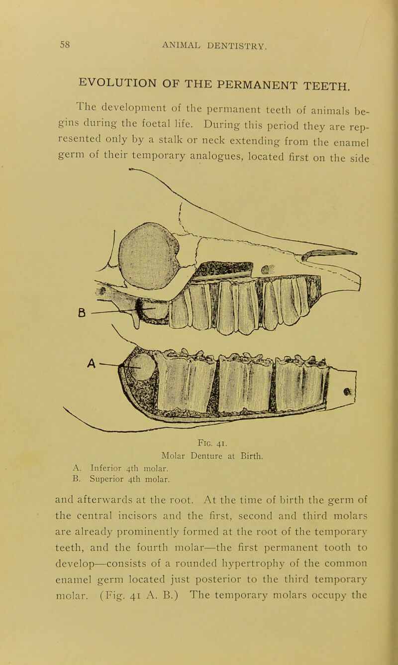 EVOLUTION OF THE PERMANENT TEETH. The development of the permanent teeth of animals be- gins during- the foetal life. During- this period they are rep- resented only by a stalk or neck extending from the enamel germ of their temporary analogues, located first on the side Fig. 41. Molar Denture at Birth. A. Inferior 4th molar. B. Superior 4th molar. and afterwards at the root. At the time of birth the germ of the central incisors and the first, second and third molars are already prominently formed at the root of the temporary teeth, and the fourth molar—the first permanent tooth to develop—consists of a rounded hypertrophy of the common enamel germ located just posterior to the third temporary molar. (Fig. 41 A. B.) The temporary molars occupy the