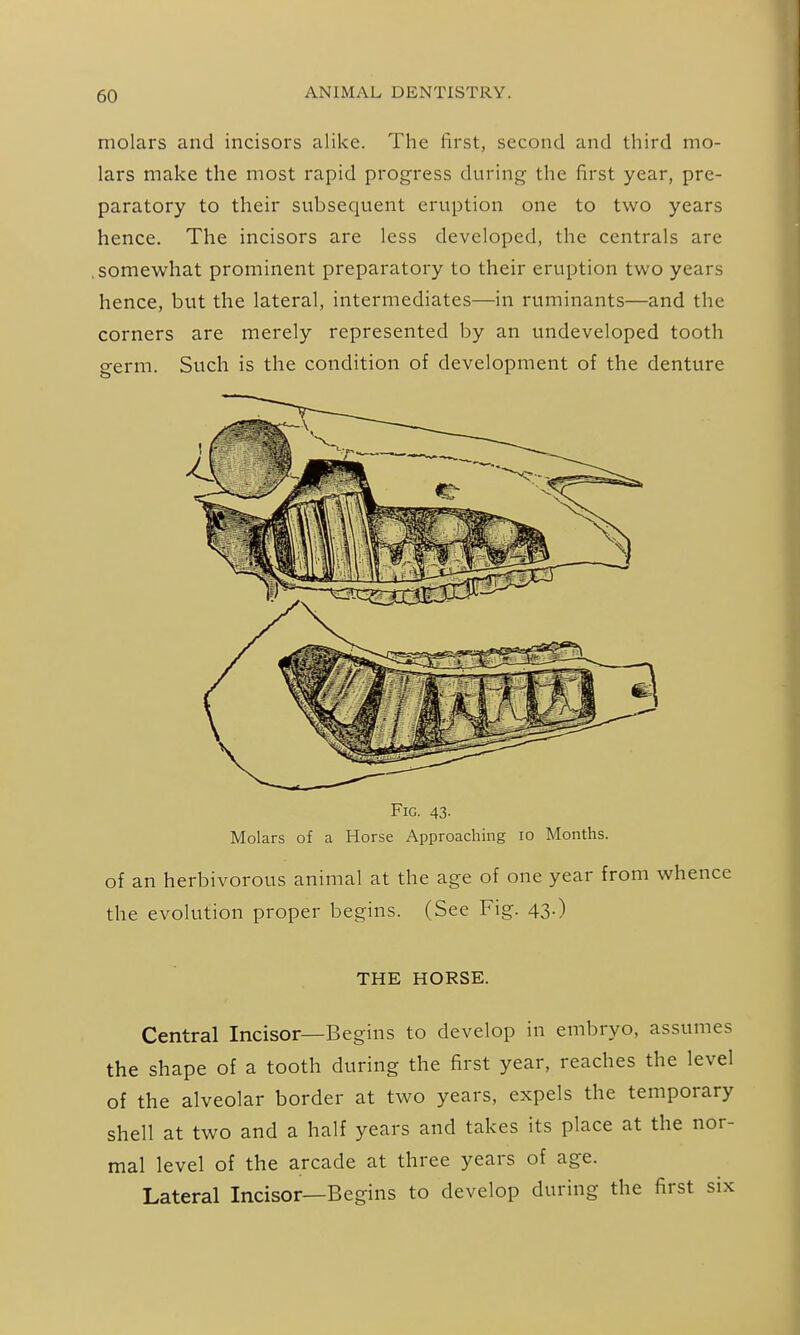 molars and incisors alike. The first, second and third mo- lars make the most rapid progress during the first year, pre- paratory to their subsequent eruption one to two years hence. The incisors are less developed, the centrals are .somewhat prominent preparatory to their eruption two years hence, but the lateral, intermediates—in ruminants—and the corners are merely represented by an undeveloped tooth germ. Such is the condition of development of the denture Fig. 43. Molars of a Horse Approaching 10 Months. of an herbivorous animal at the age of one year from whence the evolution proper begins. (See Fig. 43.) THE HORSE. Central Incisor—Begins to develop in embryo, assumes the shape of a tooth during the first year, reaches the level of the alveolar border at two years, expels the temporary shell at two and a half years and takes its place at the nor- mal level of the arcade at three years of age. Lateral Incisor—Begins to develop during the first six