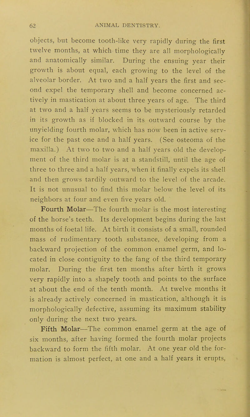 objects, but become tooth-like very rapidly during the first twelve months, at which time they are all morphologically and anatomically similar. During the ensuing year their growth is about equal, each growing to the level of the alveolar border. At two and a half years the first and sec- ond expel the temporary shell and become concerned ac- tively in mastication at about three years of age. The third at two and a half years seems to be mysteriously retarded in its growth as if blocked in its outward course by the unyielding fourth molar, which has now been in active serv- ice for the past one and a half years. (See osteoma of the maxilla.) At two to two and a half years old the develop- ment of the third molar is at a standstill, until the age of three to three and a half years, when it finally expels its shell and then grows tardily outward to the level of the arcade. It is not unusual to find this molar below the level of its neighbors at four and even five years old. Fourth Molar—The fourth molar is the most interesting of the horse's teeth. Its development begins during the last months of foetal life. At birth it consists of a small, rounded mass of rudimentary tooth substance, developing from a backward projection of the common enamel germ, and lo- cated in close contiguity to the fang of the third temporary molar. During the first ten months after birth it grows very rapidly into a shapely tooth and points to the surface at about the end of the tenth month. At twelve months it is already actively concerned in mastication, although it is morphologically defective, assuming its maximum stability only during the next two years. Fifth Molar—The common enamel germ at the age of six months, after having formed the fourth molar projects backward to form the fifth molar. At one year old the for- mation is almost perfect, at one and a half years it erupts,