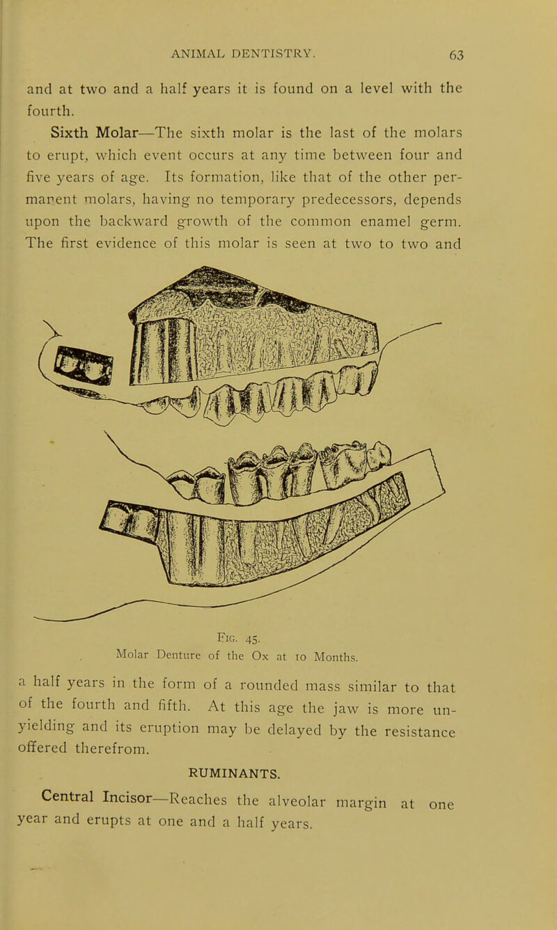 and at two and a half years it is found on a level with the fourth. Sixth Molar—The sixth molar is the last of the molars to erupt, which event occurs at any time between four and five years of age. Its formation, like that of the other per- manent molars, having no temporary predecessors, depends upon the backward growth of the common enamel germ. The first evidence of this molar is seen at two to two and Fig. 45. Molar Denture of the Ox at lo Months. a half years in the form of a rounded mass similar to that of the fourth and fifth. At this age the jaw is more un- yielding and its eruption may be delayed by the resistance offered therefrom. RUMINANTS. Central Incisor—Reaches the alveolar margin at one year and erupts at one and a half years.