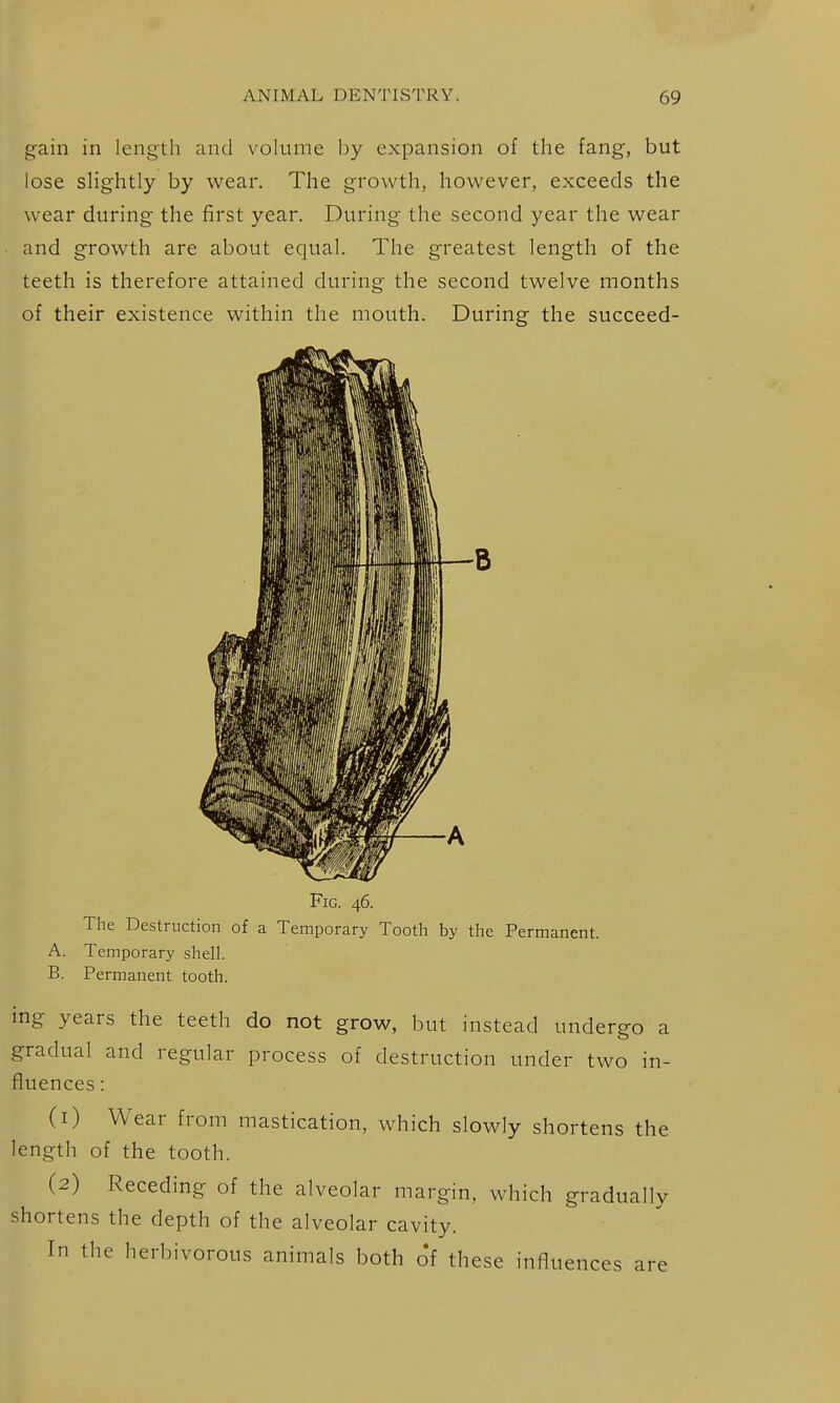 g-ain in length and volume by expansion of the fang, but lose slightly by wear. The growth, however, exceeds the wear during the first year. During the second year the wear and growth are about equal. The greatest length of the teeth is therefore attained during the second twelve months of their existence within the mouth. During the succeed- FlG. 46. The Destruction of a Temporary Tooth by the Permanent. A. Temporary shell. B. Permanent tooth. ing years the teeth do not grow, but instead undergo a gradual and regular process of destruction under two in- fluences : (1) Wear from mastication, which slowly shortens the length of the tooth. (2) Receding of the alveolar margin, which gradually shortens the depth of the alveolar cavity. In the herbivorous animals both of these influences are