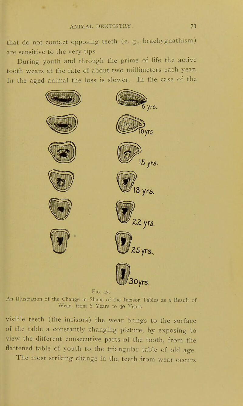 that do not contact opposing teeth (e. g., brachygnathism) are sensitive to the very tips. During youth and through the prime of Hfe the active tooth wears at the rate of about two millimeters each year. In the aged animal the loss is slower. In the case of the Fig. 47. An Illustration of the Change in Shape of the Incisor Tables as a Result of Wear, from 6 Years to 30 Years. visible teeth (the incisors) the wear brings to the surface of the table a constantly changing picture, by exposing to view the different consecutive parts of the tooth, from the flattened table of youth to the triangular table of old age. The most striking change in the teeth from wear occurs