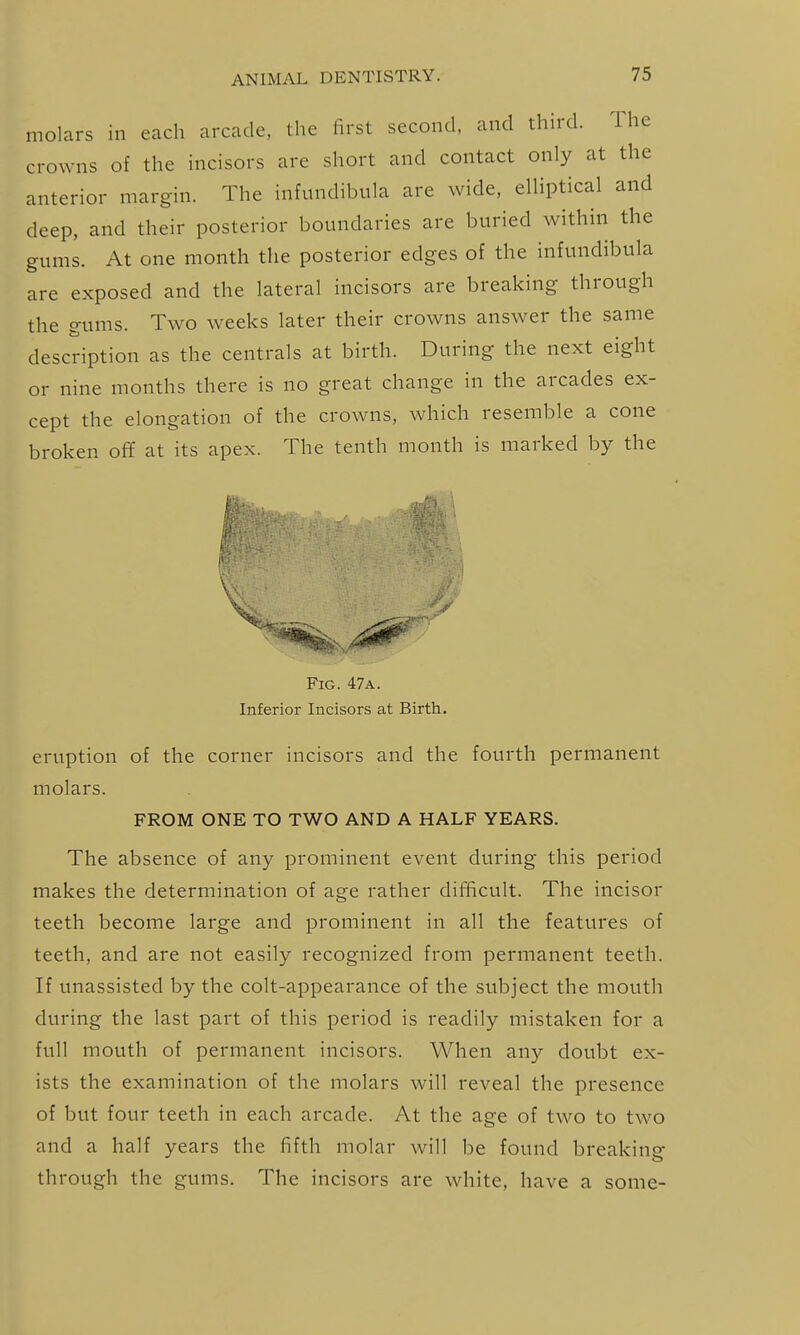 molars in each arcade, the first second, and third. The crowns of the incisors are short and contact only at the anterior margin. The infundibula are wide, elliptical and deep, and their posterior boundaries are buried within the gums. At one month the posterior edges of the infundibula are exposed and the lateral incisors are breaking through the gums. Two weeks later their crowns answer the same description as the centrals at birth. During the next eight or nine months there is no great change in the arcades ex- cept the elongation of the crowns, which resemble a cone broken off at its apex. The tenth month is marked by the Fig. 47a. Inferior Incisors at Birth. eruption of the corner incisors and the fourth permanent molars. FROM ONE TO TWO AND A HALF YEARS. The absence of any prominent event during this period makes the determination of age rather difficult. The incisor teeth become large and prominent in all the features of teeth, and are not easily recognized from permanent teeth. If unassisted by the colt-appearance of the subject the mouth during the last part of this period is readily mistaken for a full mouth of permanent incisors. When any doubt ex- ists the examination of the molars will reveal the presence of but four teeth in each arcade. At the age of two to two and a half years the fifth molar will be found breaking through the gums. The incisors are white, have a some-