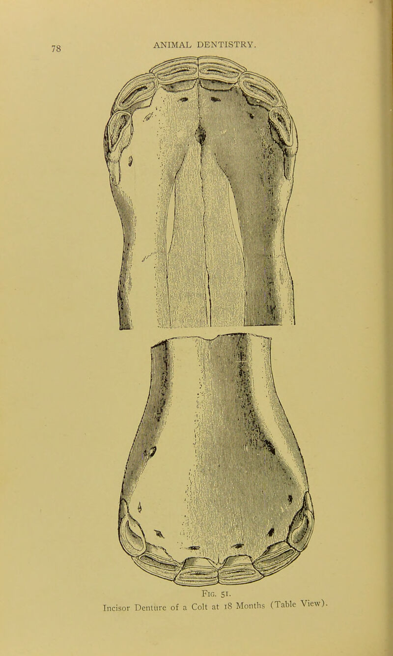 Fig. 51- Incisor Denture of a Colt at i8 Months (Table View).