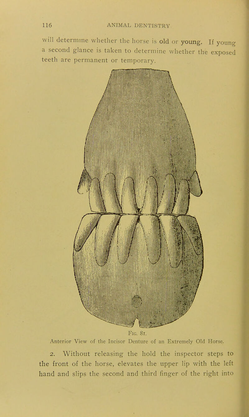 will determine whether the horse is old or young. If young a second glance is taken to determine whether the exposed teeth are permanent or temporary. Fig. Sr. Anterior View of the Incisor Denture of an Extremely Old Horse. 2. Without releasing the hold the inspector steps to the front of the horse, elevates the upper lip with the left hand and slips the second and third finger of the right into