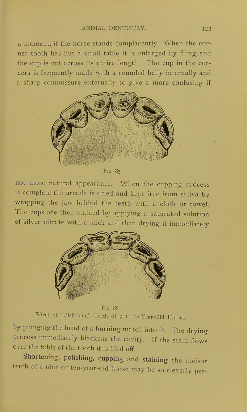 a moment, if the horse stands complacently. When the cor- ner tooth has but a small table it is enlarged by filing and the cup is cut across its entire length. The cup in the cor- ners is frequently made with a rounded belly internally and a sharp commissure externally to give a more confusing if Fig. 85. not more natural appearance. When the cupping process is complete the arcade is dried and kept free from saliva by wrapping the jaw behind the teeth with a cloth or towel. The cups are then stained by applying a saturated solution of silver nitrate with a stick and then drying it immediately Fig. 86. Effect of Bishoping Teeth of 9 to 12-Year-Old Horses, by plunging the head of a burning match into it. The drying process immediately blackens the cavity. If the stain flows over the table of the tooth it is filed ofT. Shortening, polishing, cupping and staining the incisor teeth of a nine or ten-year-old horse may be so cleverly per-