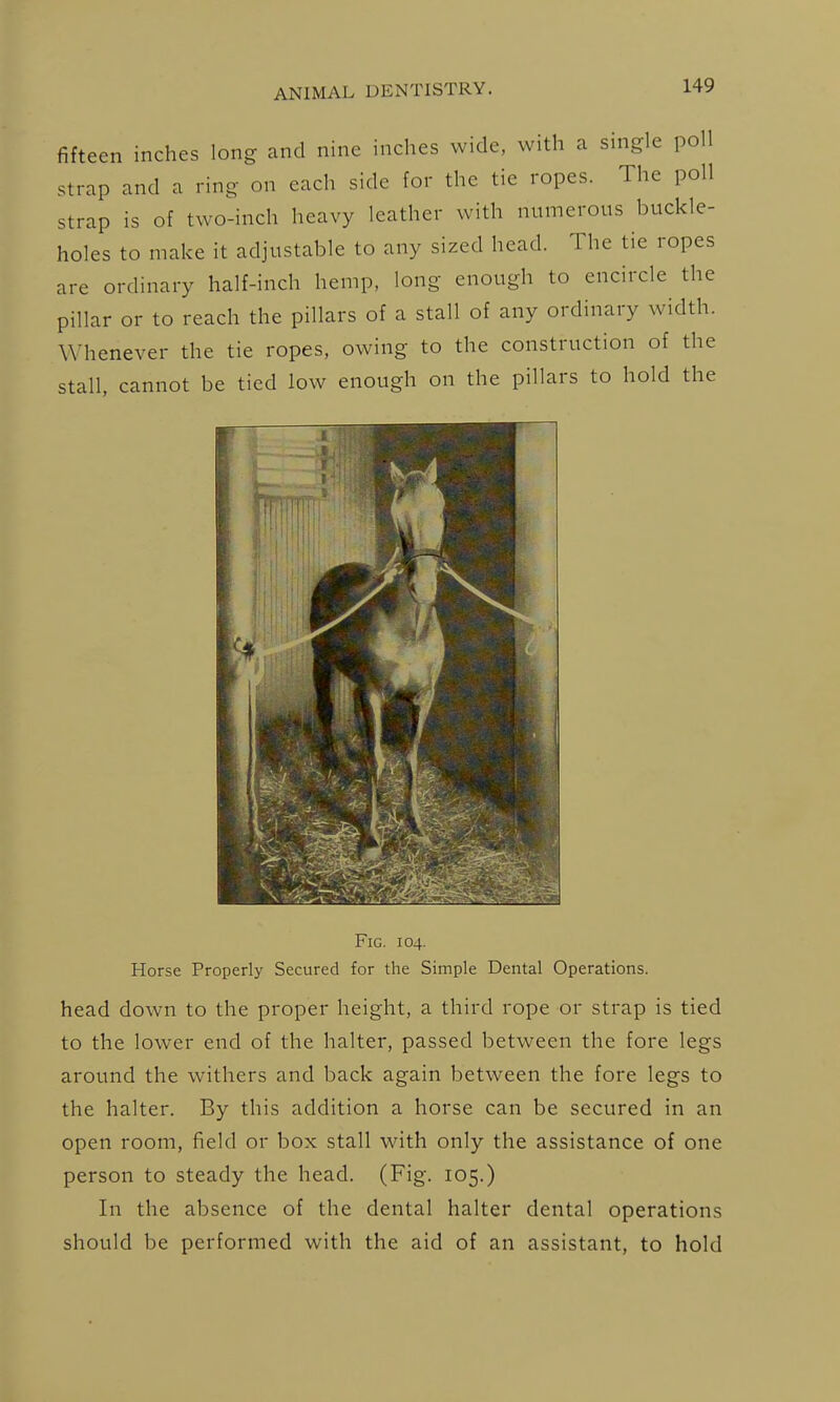 fifteen inches long and nine inches wide, with a single poll strap and a ring on each side for the tie ropes. The poll strap is of two-inch heavy leather with numerous buckle- holes to make it adjustable to any sized head. The tie ropes are ordinary half-inch hemp, long enough to encircle the pillar or to reach the pillars of a stall of any ordinary width. Whenever the tie ropes, owing to the construction of the stall, cannot be tied low enough on the pillars to hold the Fig. 104. Horse Properly Secured for the Simple Dental Operations. head down to the proper height, a third rope or strap is tied to the lower end of the halter, passed between the fore legs around the withers and back again between the fore legs to the halter. By this addition a horse can be secured in an open room, field or box stall with only the assistance of one person to steady the head. (Fig. 105.) In the absence of the dental halter dental operations should be performed with the aid of an assistant, to hold