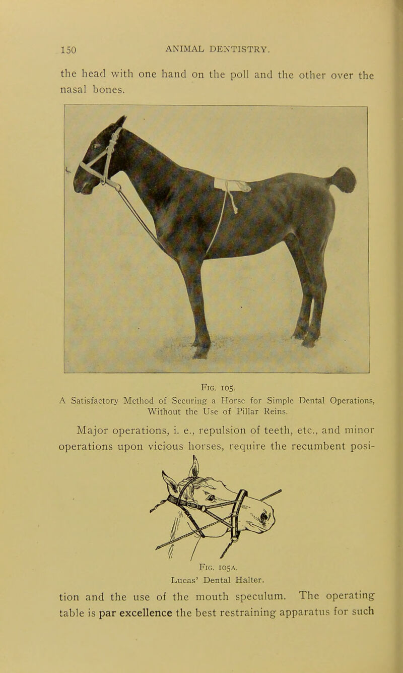 the head with one hand on the poll and the other over the nasal bones. Fig. 105. A Satisfactory Method of Securing a Horse for Simple Dental Operations, Without the Use of Pillar Reins. Major operations, i. e., repulsion of teeth, etc., and minor operations upon vicious horses, require the recumbent posi- FiG. 105A. Lucas' Dental Halter. tion and the use of the mouth speculum. The operating table is par excellence the best restraining apparatus for such