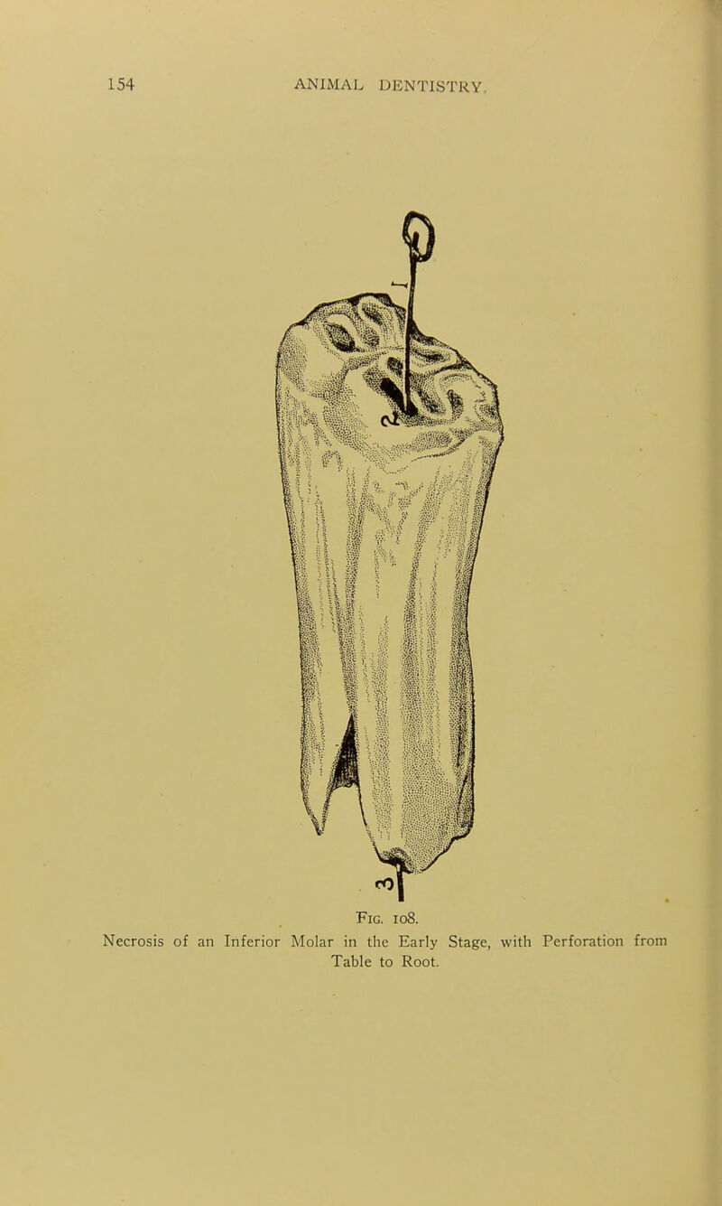 Fig, io8. Necrosis of an Inferior Molar in the Early Stage, with Perforation from Table to Root.