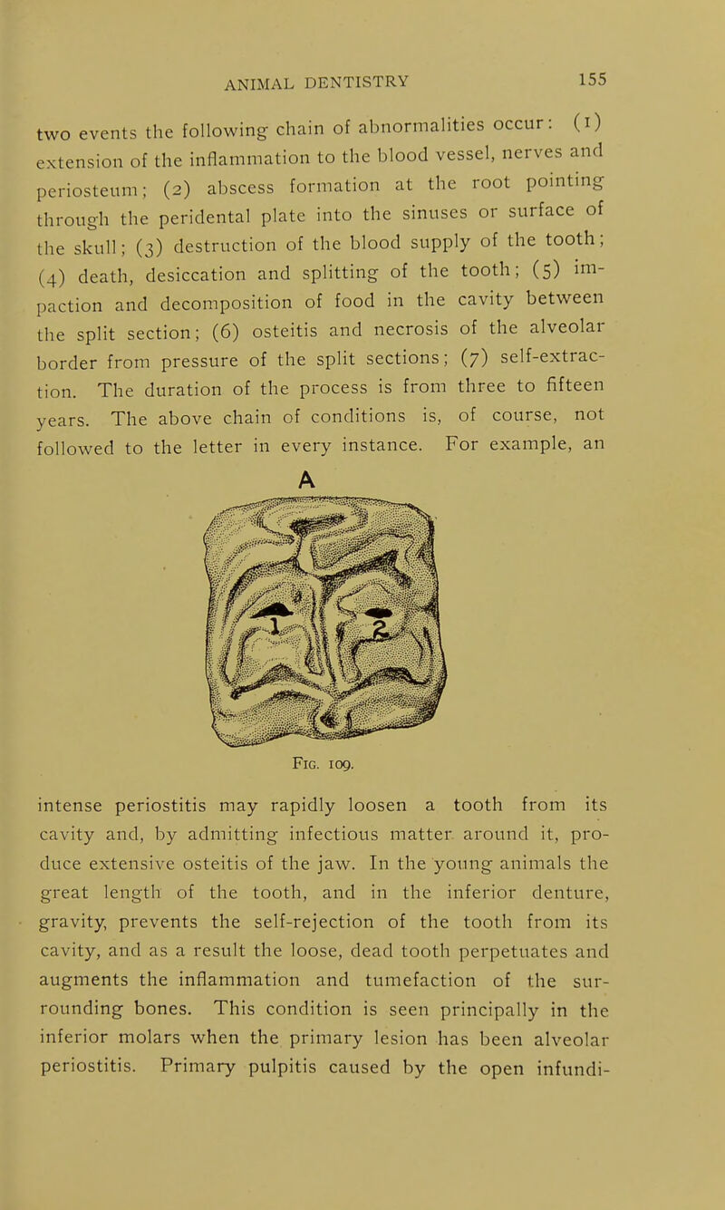 two events the following chain of abnormalities occur: (i) extension of the inflammation to the blood vessel, nerves and periosteum; (2) abscess formation at the root pointing through the peridental plate into the sinuses or surface of the skull; (3) destruction of the blood supply of the tooth; (4) death, desiccation and splitting of the tooth; (5) im- paction and decomposition of food in the cavity between the split section; (6) osteitis and necrosis of the alveolar border from pressure of the split sections; (7) self-extrac- tion. The duration of the process is from three to fifteen years. The above chain of conditions is, of course, not followed to the letter in every instance. For example, an Fig. 109. intense periostitis may rapidly loosen a tooth from its cavity and, by admitting infectious matter, around it, pro- duce extensive osteitis of the jaw. In the young animals the great length of the tooth, and in the inferior denture, gravity, prevents the self-rejection of the tooth from its cavity, and as a result the loose, dead tooth perpetuates and augments the inflammation and tumefaction of the sur- rounding bones. This condition is seen principally in the inferior molars when the primary lesion has been alveolar periostitis. Primary pulpitis caused by the open infundi-