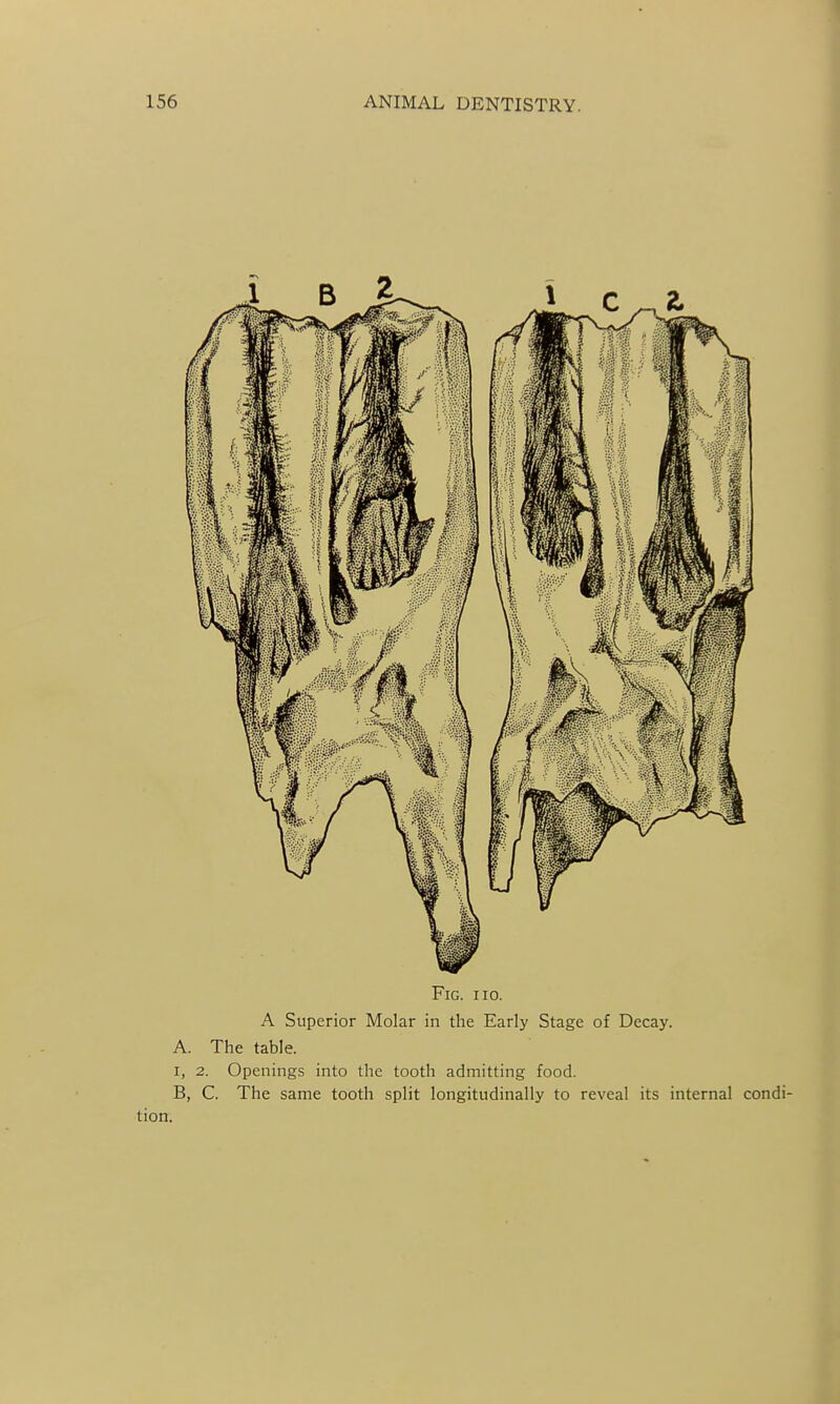 Fig. 110. A Superior Molar in the Early Stage of Decay. A. The table. I, 2. Openings into the tooth admitting food. B, C. The same tooth split longitudinally to reveal its internal condi- tion.