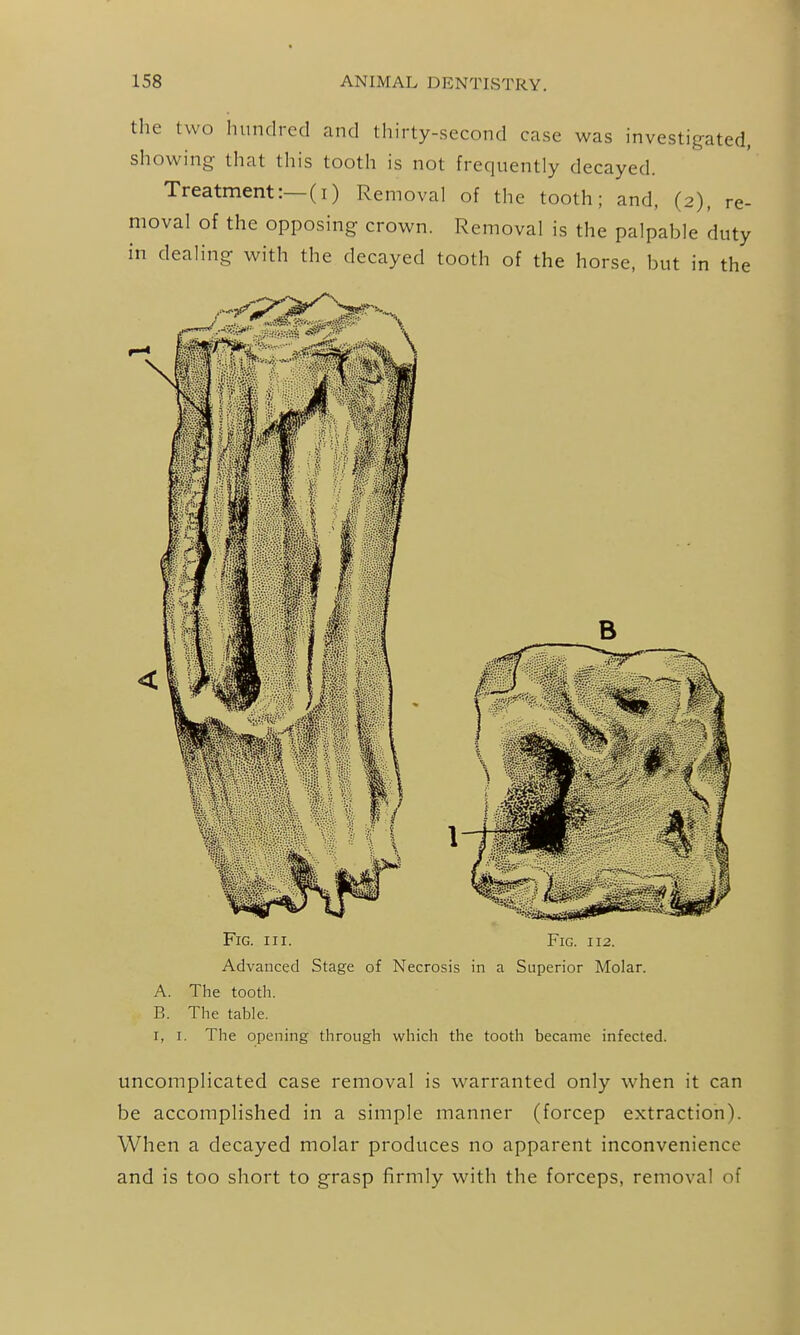 the two hundred and thirty-second case was investigated, showing that this tooth is not frequently decayed. Treatment:—(i) Removal of the tooth; and, (2), re- moval of the opposing crown. Removal is the palpahle duty in dealing with the decayed tooth of the horse, but in the Fig. III. Fig. 112. Advanced Stage of Necrosis in a Superior Molar. A. The tooth. B. The table. I, I. The opening through which the tooth became infected. uncomplicated case removal is warranted only when it can be accomplished in a simple manner (forcep extraction). When a decayed molar produces no apparent inconvenience and is too short to grasp firmly with the forceps, removal of