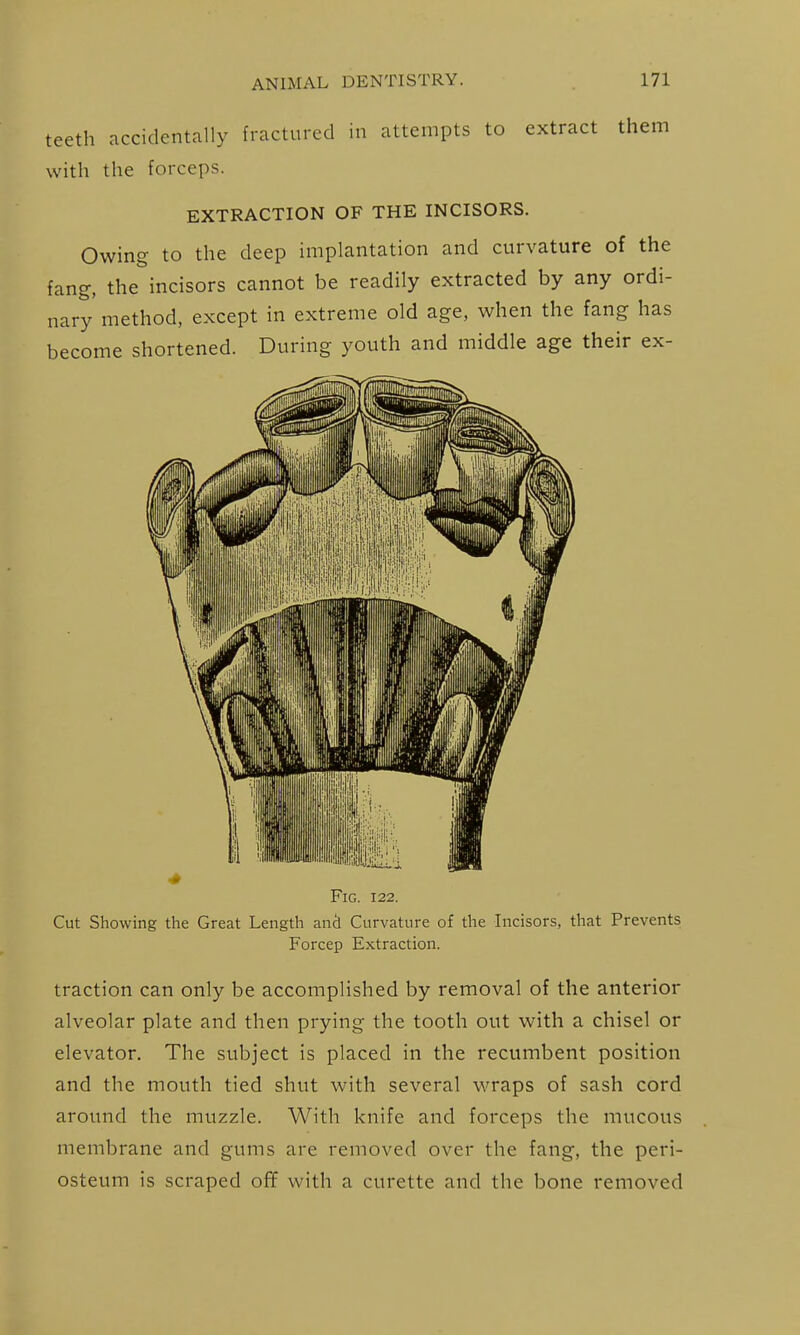 teeth accidentally fractured in attempts to extract them with the forceps. EXTRACTION OF THE INCISORS. Owing to the deep implantation and curvature of the fang, the incisors cannot be readily extracted by any ordi- nary method, except in extreme old age, when the fang has become shortened. During youth and middle age their ex- FlG. 122. Cut Showing the Great Length ancl Curvature of the Incisors, that Prevents Forcep Extraction. traction can only be accomplished by removal of the anterior alveolar plate and then prying the tooth out with a chisel or elevator. The subject is placed in the recumbent position and the mouth tied shut with several wraps of sash cord around the muzzle. With knife and forceps the mucous membrane and gums are removed over the fang, the peri- osteum is scraped off with a curette and the bone removed