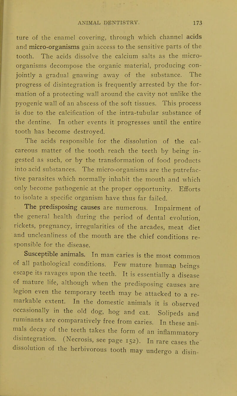 ture of the enamel covering, through which channel acids and micro-organisms gain access to the sensitive parts of the tooth. The acids dissolve the calcium salts as the micro- organisms decompose the organic material, producing con- jointly a gradual gnawing away of the substance. The progress of disintegration is frequently arrested by the for- mation of a protecting wall around the cavity not unlike the pyogenic wall of an abscess of the soft tissues. This process is due to the calcification of the intra-tubular substance of the dentine. In other events it progresses until the entire tooth has become destroyed. The acids responsible for the dissolution of the cal- careous matter of the tooth reach the teeth by being in- gested as such, or by the transformation of food products into acid substances. The micro-organisms are the putrefac- tive parasites which normally inhabit the mouth and which only become pathogenic at the proper opportunity. Efforts to isolate a specific organism have thus far failed. The predisposing causes are numerous. Impairment of the general health during the period of dental evolution, rickets, pregnancy, irregularities of the arcades, meat diet and uncleanliness of the mouth are the chief conditions re- sponsible for the disease. Susceptible animals. In man caries is the most common of all pathological conditions. Few mature huma^i beings escape its ravages upon the teeth. It is essentially a disease of mature life, although when the predisposing causes are legion even the temporary teeth may be attacked to a re- markable extent. In the domestic animals it is observed occasionally in the old dog, hog and cat. Solipeds and ruminants are comparatively free from caries. In these ani- mals decay of the teeth takes the form of an inflammatory disintegration. (Necrosis, see page 152). In rare cases the dissolution of the herbivorous tooth may undergo a disin-