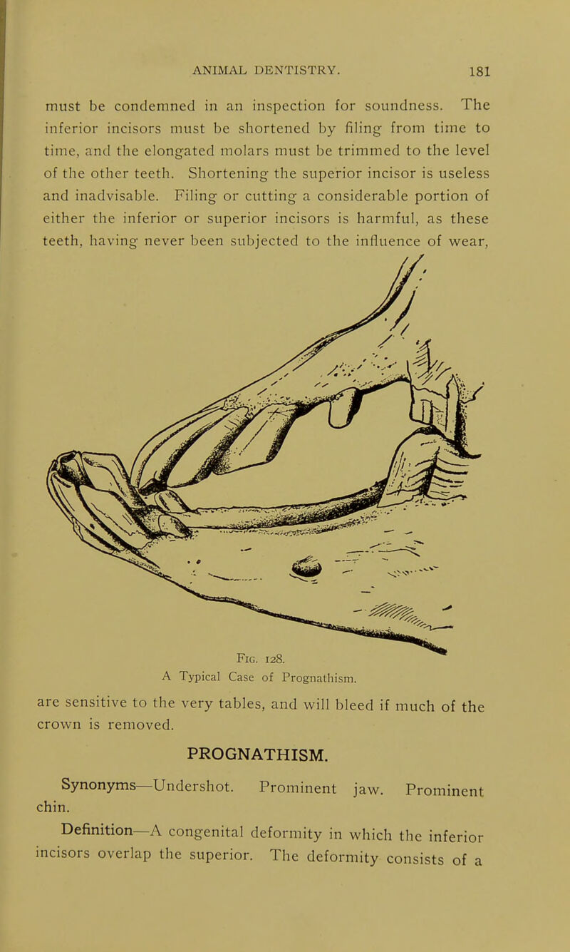 must be condemned in an inspection for soundness. The inferior incisors must be shortened by filing from time to time, and the elongated molars must be trimmed to the level of the other teeth. Shortening the superior incisor is useless and inadvisable. Filing or cutting a considerable portion of either the inferior or superior incisors is harmful, as these teeth, having never been subjected to the influence of wear. A Typical Case of Prognathism. are sensitive to the very tables, and will bleed if much of the crown is removed. PROGNATHISM. Synonyms—Undershot. Prominent jaw. Prominent chin. Definition—A congenital deformity in which the inferior incisors overlap the superior. The deformity consists of a