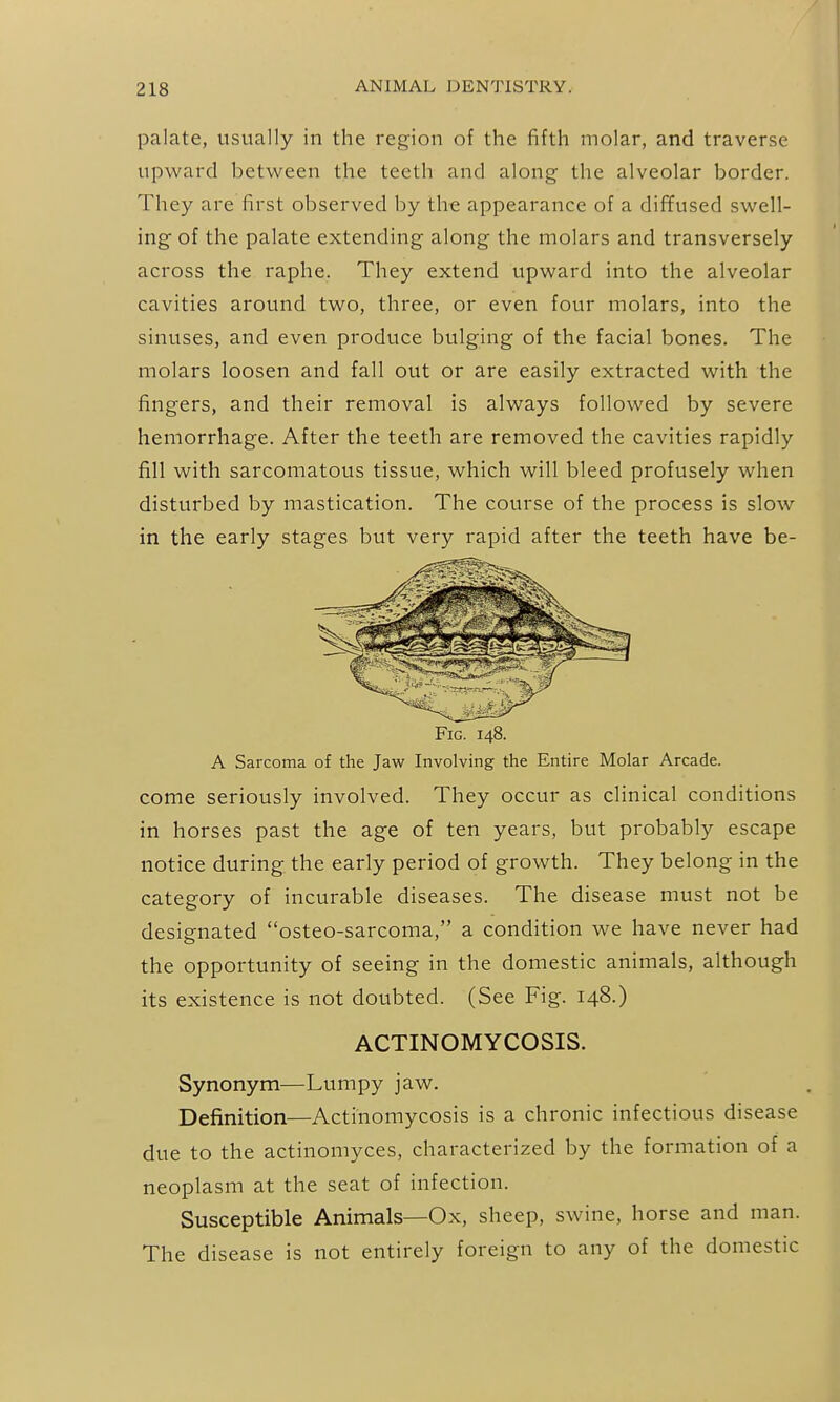 palate, usually in the region of the fifth molar, and traverse upward between the teeth and along the alveolar border. They are first observed by the appearance of a difYused swell- ing of the palate extending along the molars and transversely across the raphe. They extend upward into the alveolar cavities around two, three, or even four molars, into the sinuses, and even produce bulging of the facial bones. The molars loosen and fall out or are easily extracted with the fingers, and their removal is always followed by severe hemorrhage. After the teeth are removed the cavities rapidly fill with sarcomatous tissue, which will bleed profusely when disturbed by mastication. The course of the process is slow in the early stages but very rapid after the teeth have be- FiG. 148. A Sarcoma of the Jaw Involving the Entire Molar Arcade, come seriously involved. They occur as clinical conditions in horses past the age of ten years, but probably escape notice during the early period of growth. They belong in the category of incurable diseases. The disease must not be designated osteo-sarcoma, a condition we have never had the opportunity of seeing in the domestic animals, although its existence is not doubted. (See Fig. 148.) ACTINOMYCOSIS. Synonym—Lumpy jaw. Definition—Actinomycosis is a chronic infectious disease due to the actinomyces, characterized by the formation of a neoplasm at the seat of infection. Susceptible Animals—Ox, sheep, swine, horse and man. The disease is not entirely foreign to any of the domestic
