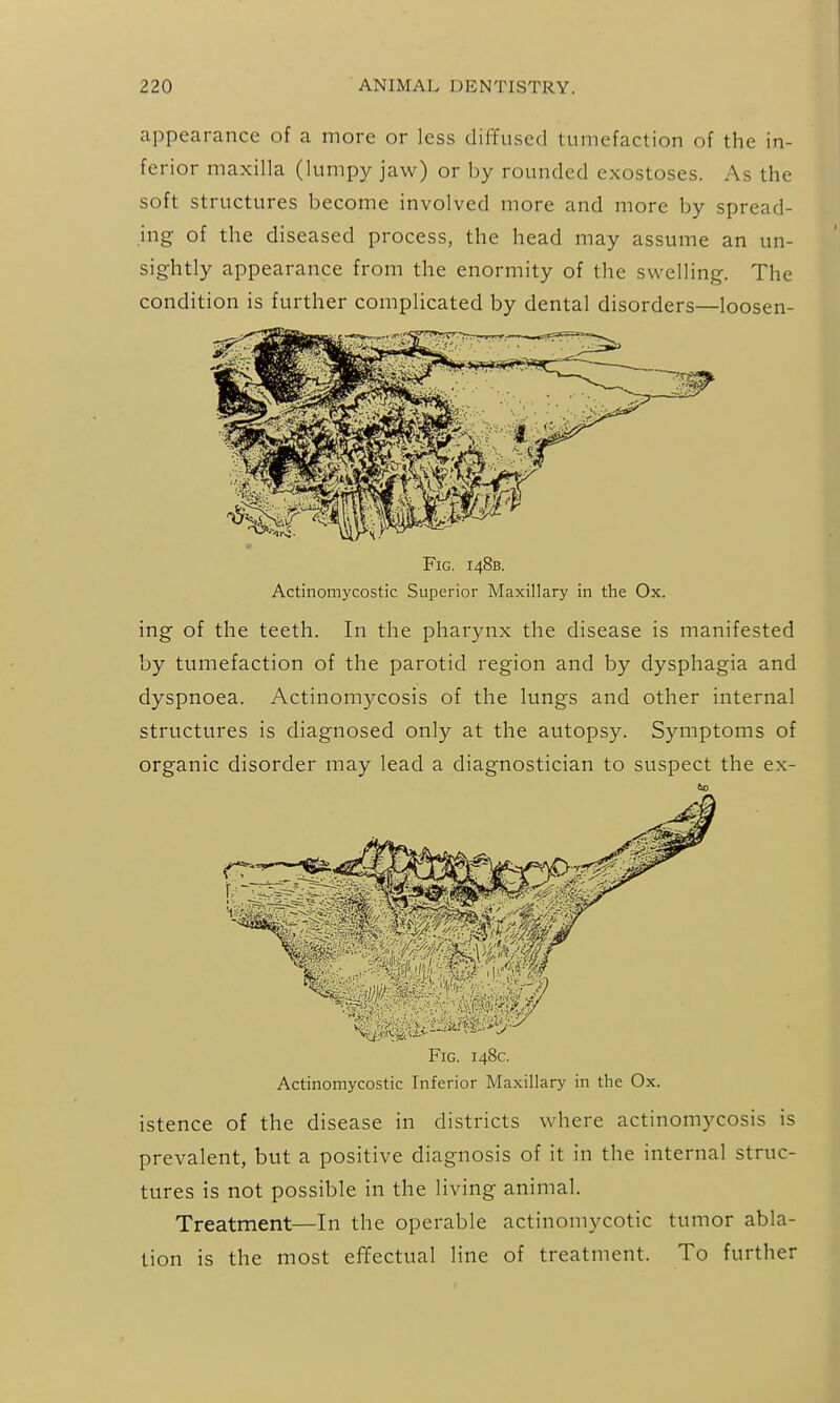 appearance of a more or less diffused tumefaction of the in- ferior maxilla (lumpy jaw) or by rounded exostoses. As the soft structures become involved more and more by spread- ing- of the diseased process, the head may assume an un- sig-htly appearance from the enormity of the swelling. The condition is further compHcated by dental disorders—loosen- FlG. 148B. Actinomycostic Superior Maxillary in the Ox. ing- of the teeth. In the pharynx the disease is manifested by tumefaction of the parotid region and by dysphagia and dyspnoea. Actinomycosis of the lungs and other internal structures is diagnosed only at the autopsy. Symptoms of organic disorder may lead a diagnostician to suspect the ex- 60 Fig. 148c. Actinomycostic Inferior Maxillary in the Ox. istence of the disease in districts where actinomycosis is prevalent, but a positive diagnosis of it in the internal struc- tures is not possible in the living animal. Treatment—In the operable actinomycotic tumor abla- tion is the most effectual line of treatment. To further