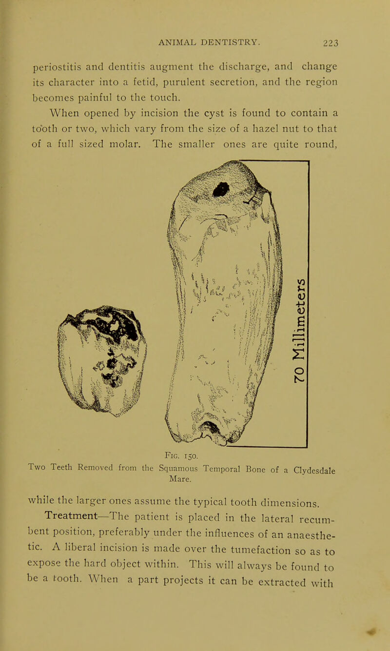 periostitis and dentitis augment the discharge, and change its character into a fetid, purulent secretion, and the region becomes painful to the touch. When opened by incision the cyst is found to contain a tooth or two, which vary from the size of a hazel nut to that of a full sized molar. The smaller ones are quite round, Fig. 150. Two Teeth Removed from the Squamous Temporal Bone of a Clydesdale Mare. while the larger ones assume the typical tooth dimensions. Treatment—The patient is placed in the lateral recum- bent position, preferably under the influences of an anaesthe- tic. A liberal incision is made over the tumefaction so as to expose the hard object within. This will always be found to be a tooth. When a part projects it can be extracted with