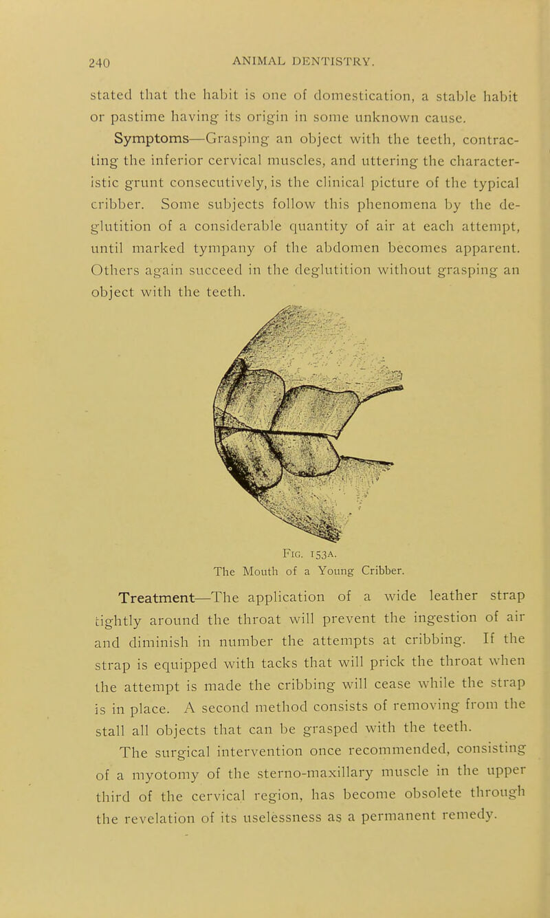 stated that the habit is one of domestication, a stable habit or pastime having its origin in some unknown cause. Symptoms—Grasping an object with the teeth, contrac- ting the inferior cervical muscles, and uttering the character- istic grunt consecutively, is the clinical picture of the typical cribber. Some subjects follow this phenomena by the de- glutition of a considerable quantity of air at each attempt, until marked tympany of the abdomen becomes apparent. Others again succeed in the deglutition without grasping an object with the teeth. Fig. 153A. The Mouth of a Young Cribber. Treatment—The application of a wide leather strap tightly around the throat will prevent the ingestion of air and diminish in number the attempts at cribbing. If the strap is equipped with tacks that will prick the throat when the attempt is made the cribbing will cease while the strap is in place. A second method consists of removing from the stall all objects that can be grasped with the teeth. The surgical intervention once recommended, consisting of a myotomy of the sterno-maxillary muscle in the upper third of the cervical region, has become obsolete through the revelation of its uselessness as a permanent remedy.