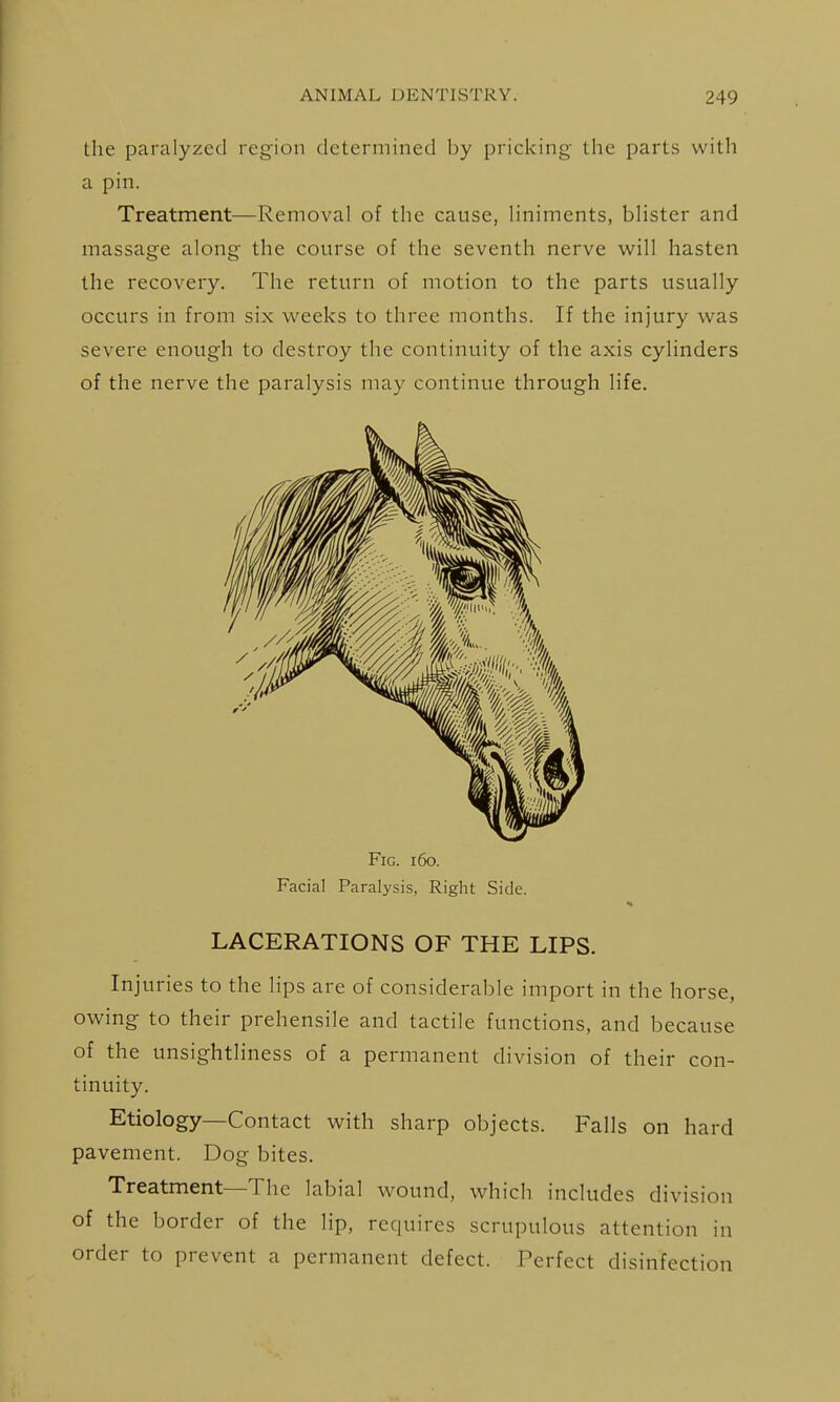 the paralyzed region determined by pricking the parts witli a pin. Treatment—Removal of the cause, liniments, blister and massage along the course of the seventh nerve will hasten the recovery. The return of motion to the parts usually occurs in from six wrecks to three months. If the injury was severe enough to destroy the continuity of the axis cylinders of the nerve the paralysis may continue through life. Fig. i6o. Facial Paralysis, Right Side. LACERATIONS OF THE LIPS. Injuries to the lips are of considerable import in the horse, owing to their prehensile and tactile functions, and because of the unsightliness of a permanent division of their con- tinuity. Etiology—Contact with sharp objects. Falls on hard pavement. Dog bites. Treatment—The labial wound, which includes division of the border of the lip, requires scrupulous attention in order to prevent a permanent defect. Perfect disinfection