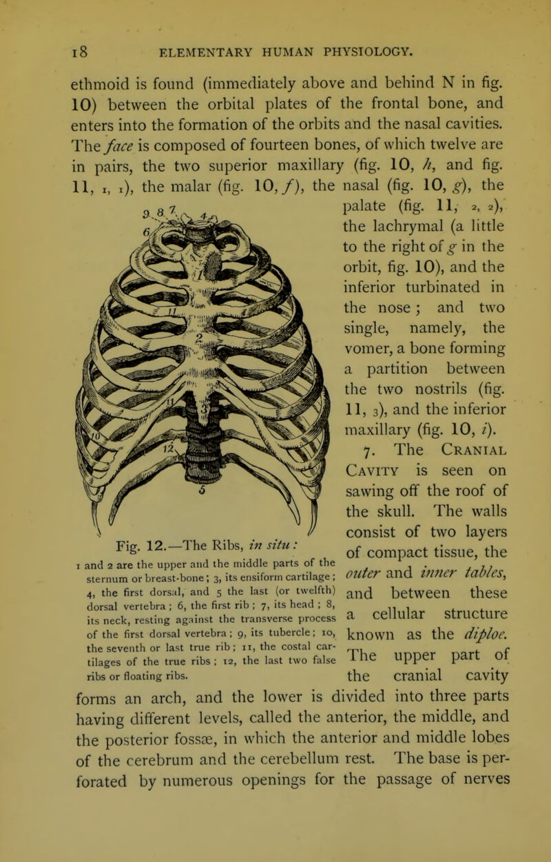ethmoid is found (immediately above and behind N in fig. 10) between the orbital plates of the frontal bone, and enters into the formation of the orbits and the nasal cavities. The fate is composed of fourteen bones, of which twelve are in pairs, the two superior maxillary (fig. 10, //, and fig. 11, X, .), the malar (fig. 10,/), the nasal (fig. 10, g), the palate (fig. 11, 2. 2), the lachrymal (a little to the right of g in the orbit, fig. 10), and the inferior turbinated in the nose; and two single, namely, the vomer, a bone forming a partition between the two nostrils (fig. II, 3), and the inferior maxillary (fig. 10, /). 7. The Cranial Cavity is seen on sawing off the roof of the skull. The walls consist of two layers of compact tissue, the Fig. 12.—The Ribs, in situ: I and 2 are the upper and the middle parts of the . sternum or breast-bone; 3, its ensifor,n cartilage; OUter :m6. VlJlCr tables, 4, the first dorsal, and 5 the last (or twelfth) dorsal vertebra ; 6, the first rib ; 7, its head ; 8, its neck, resting against the transverse process of the first dorsal vertebra ; 9, its tubercle; 10, the seventh or last true rib; n, the costal car- tilages of the true ribs ; 12, the last two false ribs or floating ribs. and between these a cellular structure known as the diploe. The upper part of the cranial cavity forms an arch, and the lower is divided into three parts having different levels, called the anterior, the middle, and the posterior fossae, in which the anterior and middle lobes of the cerebrum and the cerebellum rest. The base is per- forated by numerous openings for the passage of nerves