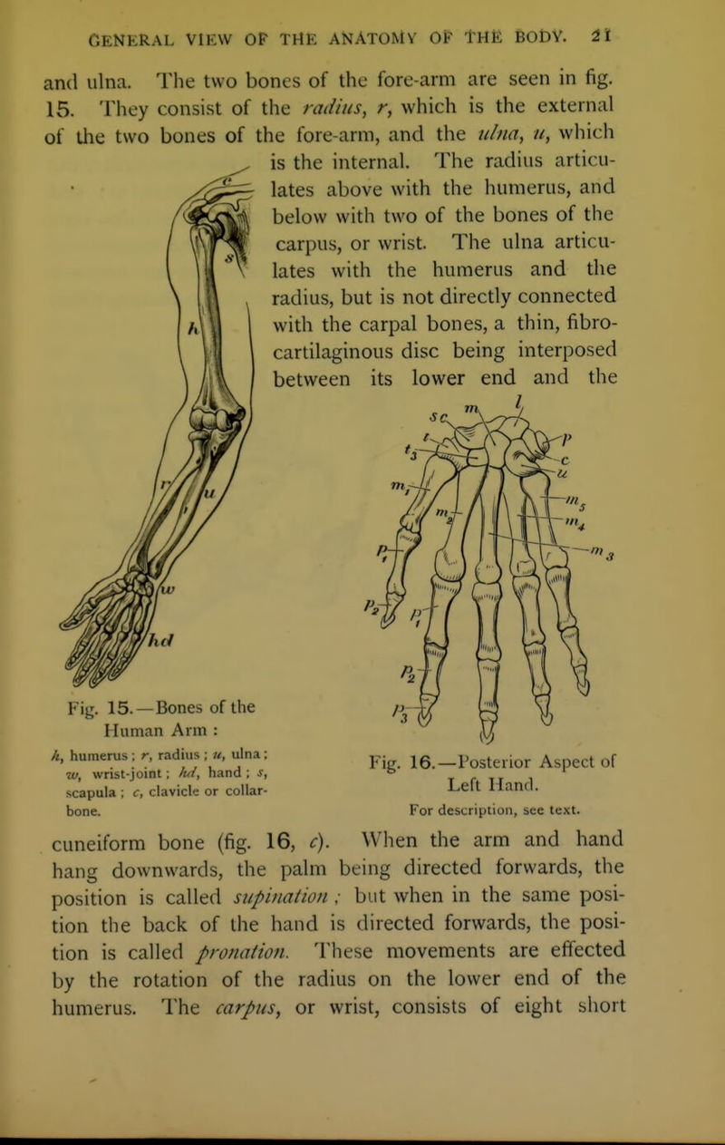 and ulna. The two bones of the fore-arm are seen in fig. 15. They consist of the radius, r, which is the external of the two bones of the fore-arm, and the ulna, u, which is the internal. The radius articu- lates above with the humerus, and below with two of the bones of the carpus, or wrist. The ulna articu- lates with the humerus and the radius, but is not directly connected with the carpal bones, a thin, fibro- cartilaginous disc being interposed between its lower end and the Fijj. 15.—Bones of the Human Arm : k, humerus ; r, radius ; «, ulna; p. i6,_posterior Aspect of w, wnst-joint; fui, hand; s, ° . . scapula ; c, clavicle or collar- Hand, bone. For description, see text. cuneiform bone (fig. 16, c). When the arm and hand hang downwards, the palm being directed forwards, the position is called supination ; but when in the same posi- tion the back of the hand is directed forwards, the posi- tion is called pronation. These movements are effected by the rotation of the radius on the lower end of the humerus. The carpus, or wrist, consists of eight short