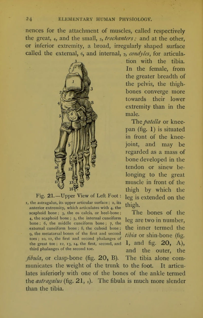 nences for the attachment of muscles, called respectively the great, 4, and the small, 5, trochanters; and at the other, or inferior extremity, a broad, irregularly shaped surface called the external, 6, and internal, 7, condyles, for articula- tion with the tibia. In the female, from the greater breadth of the pelvis, the thigh- bones converge more towards their lower extremity than in the male. The patella or knee- pan (fig. 1) is situated in front of the knee- joint, and may be regarded as a mass of bone developed in the tendon or sinew be- longing to the great muscle in front of the thigh by which the Fig. 21.—Upper View of Left Foot: j^g extended on the 1, the astragalus, its upper articular surface ; 2, its anterior extremity, which articulates with 4, the scaphoid bone ; 3, the os calcis, or heel-bone ; 4, the scaphoid bone ; 5, the internal cuneiform bone; 6, the middle cuneiform bone; 7, the external cuneiform bone ; 8, the cuboid bone ; thigh. The bones of the leg are two in number, the inner termed the 9, the metatarsal bones of the first and second fiJjid or shin-boiie (fi' toes; 10, II, the first and second phalanges of ^ , „ . ^' the great toe ; 12, 13, 14, the first, second, and third phalanges of the second toe. fibula, or clasp-bone (fig. 20, B). municates tlie weight of the trunk to the foot. It articu- lates inferiorly with one of the bones of the ankle termed the astragalus (fig. 21, i). The fibula is much more slender than the tibia. 1, and fig. 20, A), and the outer, the The tibia alone com-
