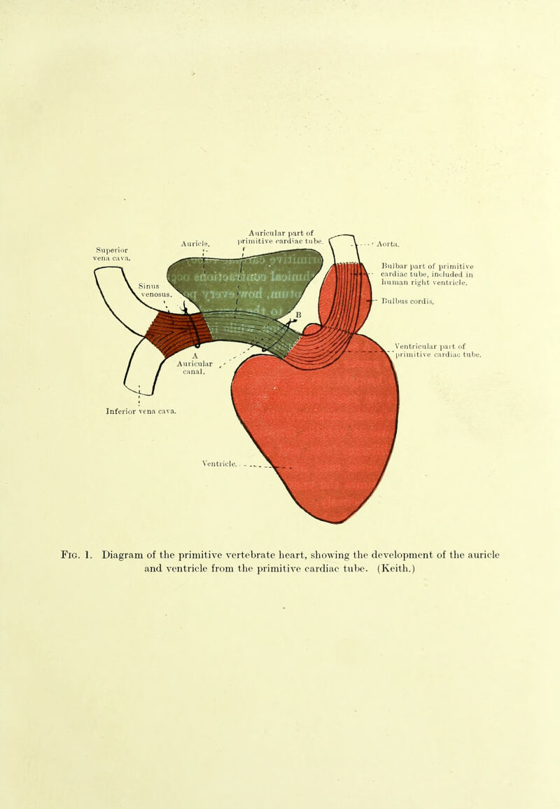 Fig. 1. Diagram of the primitive vertebrate heart, showing the development of the auricle and ventricle from the primitive cardiac tube. (Keith.)