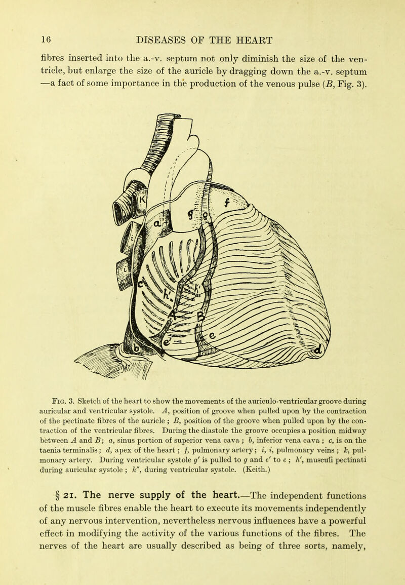 fibres inserted into the a.-v. septum not only diminish the size of the ven- tricle, but enlarge the size of the auricle by dragging down the a.-v. septum —a fact of some importance in the production of the venous pulse {B, Fig. 3). Fig. 3. Sketch of the heart to show the movements of the auriculo-ventricular groove during auricular and ventricular systole. A, position of groove when pulled upon by the contraction of the pectinate fibres of the auricle ; B, position of the groove when pulled upon by the con- traction of the ventricular fibres. During the diastole the groove occupies a position midway between A and B; a, sinus portion of superior vena cava ; h, inferior vena cava ; c, is on the taenia terminahs; d, apex of the heart; /, pulmonary artery; i, i, pulmonary veins ; k, pul- monary artery. During ventricular systole g' is pulled to g and e' to e ; h', musctrC pectinati during auricular systole ; h, during ventricular systole. (Keith.) § 21. The nerve supply of the heart—The independent functions of the muscle fibres enable the heart to execute its movements independently of any nervous intervention, nevertheless nervous influences have a powerful effect in modifying the activity of the various functions of the fibres. The nerves of the heart are usually described as being of three sorts, namely,