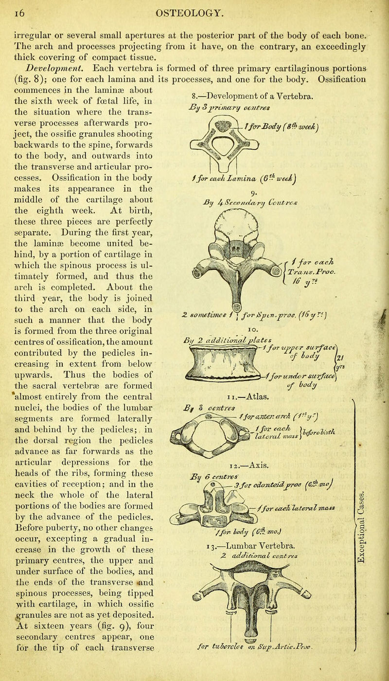 irregular or several small apertur The arch and processes projectin thick covering of compact tissue. Development. Each vertebra (fig. 8); one for each lamina and commences in the laminae about the sixth week of foetal life, in the situation where the trans- verse processes afterwards pro- ject, the ossific granules shooting backwards to the spine, forwards to the body, and outwards into the transverse and articular pro- cesses. Ossification in the body makes its appearance in the middle of the cartilage about the eighth week. At birth, these three pieces are perfectly separate. During the first year, the laminte become united be- hind, by a portion of cartilage in which the spinous process is ul- timately formed, and thus the arch is completed. About the third year, the body is joined to the arch on each side, in such a manner that the body is formed from the three original centres of ossification, the amount contributed by the pedicles in- creasing in extent from below upwards. Thus the bodies of the sacral vertebrje are formed *almost entirely from the central nuclei, the bodies of the lumbar segments are formed laterally and behind by the pedicles;, in the dorsal region the pedicles advance as far forwards as the articular depressions for the heads of the ribs, forming these cavities of reception; and in the neck the whole of the lateral portions of the bodies are formed by the advance of the pedicles. Before puberty, no other changes occur, excepting a gradual in- crease in the growth of these primaiy centres, the upper and under surface of the bodies, and the ends of the transverse «and spinous processes, being tipped with cartilage, in which ossific ^granules are not as yet deposited. At sixteen years (fig. g), four secondary centres appear, one for the tip of each transverse es at the posterior part of the body of each bone, g from it have, on the contrary, an exceedingly is formed of three primary cartilaginous portions its processes, and one for the body. Ossification 8.—Development of a Vertebra. ffrrrBody (8^ sMeAj f for eaiililamiina, (6*-weei^ 9- j8y I^-Secn/idctrij Lcnt.fcs I Traui-.jppoo. 2. somttimee / j for /Sjjiv .proa. (iSyVI'^ 10. 3if 2 ad3itionaljAa te s of lody L/ In I—/fcn-undiirsuTfae^ uf body 11.—Atlas. .Bf S ceTitres s / for each ), , ,. ., § loitcral. mass-)  12.—Axis. £^ 6 centres 3 foT odojiiteidj^roe ^e^f/moj /for each lateral mass '/for-lody (CPimo.) 13.—Lumbar Vertebra. 2- ddJittoTial ccTitT'es c4 O ) « far tubercles an Sup.ArCic.ProB.