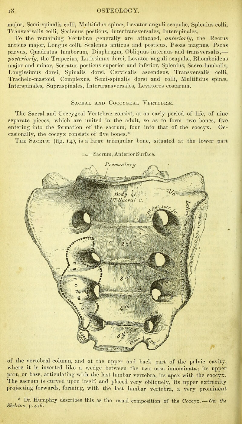 major, Semi-spinalis colli, Multifidus spinje. Levator anguli scapula;, Splenins colli, Transversalis colli, Scalenus posticus, Intertransversales, Interspinales. To the remaining Vertebras generally are attached, anteriorly, the Rectus anticus major, Longus colli. Scalenus anticus and posticus, Psoas magnus. Psoas parvus, Quadratus lumborum, Diaphragm, Obliquus internus and transversalis,— ■posteriorly, the Trapezius, Latissimus dorsi, Levator anguli scapulje, Rhoraboideus major and minor, Serratus posticus superior and inferior, Splenius, Sacro-lumbalis, Longissimus dorsi, Spinalis dorsi, Cervicalis ascendens, Transversalis colli, Trachelo-mastoid, Coraplexus, Semi-spinalis dorsi and colli, Multifidus spiniB, Interspinales, Supraspinales, Intertransversales, Levatores costarum. Sacral and Coccygeal Vertebrae. The Sacral and Coccygeal Vertebrje consist, at an early period of life, of nine separate pieces, which are united in the adult, so as to form two bones, five entering into the formation of the sacrum, four into that of the coccyx. Oc- casionally, the coccyx consists of five bones.* The Sacrum (fig. 14), is a large triangular bone, situated at the lower part 14.—Sacrum, Anterior Surface. of the vertebral column, and at the upper and back part of the pelvic cavity, where it is inserted like a wedge between the two ossa innominata; its upper part, ,or base, articulating with the last lumbar vertebra, its apex with the coccyx. The sacrum is curved upon itself, and placed very obliquely, its upper extremity projecting forwards, forming, with the last lumbar vertebra, a very prominent * Dr. Humphry describes this as the usual composition of the Coccyx. — On Um Skeleton, p. 456-