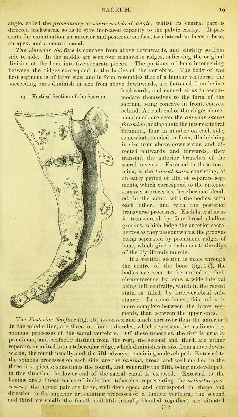 angle, called the promontory or sacro-vertebral angle, whilst its central part is directed backwards, so as to give increased capacity to the pelvic cavity. It pre- sents for examination an anterior and posterior surface, two lateral surfaces, a base, an apex, and a central canal. The Anterior Surface is concave from above downwards, and slightly so from side to side. In the middle are seen four transverse ridges, indicating the original division of the bone into five separate pieces. The portions of bone intervening between the ridges correspond to the bodies of the vertebrae. The body of the first segment is of large size, and in form resembles that of a lumbar vertebra; the succeeding ones diminish iu size from above downwards, are flattened from before backwards, and curved so as to accom- 15-—Vertical Section of the Sacrum. modate themselves to the form of the sacrum, being concave in front, convex behind. At each end of the ridges above- mentioned, are seen the anterior sacral foramina, analogous to the intervertebral foramina, four in number on each side, somewhat rounded in form, diminishing in size from above downwards, and di- rected outwards and forwards; they transmit the anterior branches of the sacral nerves. External to these fora- mina, is the lateral mass, consisting, at an early period of life, of separate seg- ments, which correspond to the anterior transverseprocesses, these become blend- ed, in the adult, with the bodies, with each other, and with the posterior ti-ansverse processes. Each lateral mass is transversed by four broad shallow grooves, which lodge the anterior sacral nerves as they pass outwards, the grooves being separated by prominent ridges of bone, which give attachment to the slips of the Pyriformis muscle. If a vertical section is made through the centre of the bone (fig. 15), the bodies are seen to be united at their circumference by bone, a wide interval being left centrally, which in the recent state, is filled by intervertebral sub- stance. In some bones, this union is more complete between the lower seg- ments, than between the upper ones, is convex and much n;^rrower than the anterior, four tubercles, which represent the rudimentary spinous processes of the sacral vertebraB. Of these tubercles, the first is usually prominent, and perfectly distinct from the rest; the second and third, are either separate, or united into a tubercular ridge, which diminishes in size from above down- wards; the fourth usually, and the fifth always, remaining undeveloped. External to the spinous processes on each side, are the lamince, broad and well marked in the three first pieces; sometimes the fourth, and generally the fifth, being undeveloped: in this situation the lower end of the sacral canal is exposed. External to the laminjfi are a linear series of indistinct tubercles representing the articular pro- cesses; the upper pair are large, well developed, and correspond in shr^pe and direction to the superior articulating processes of a lumbar vertebra; the second and third are small; the foui-th and fifth (usually blended together) are situated C 2 The Posterior Surface (fig. i( In the middle line, are three or