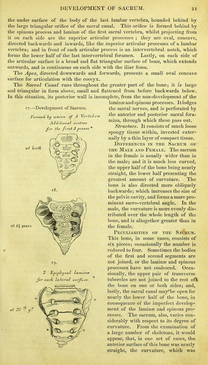 the under surface of the body of the last lumbar vertebra, bounded behind by the large triangular orifice of the sacral canal. This orifice is formed behind by the spinous process and laminas of the first sacral vertebra, whilst projecting from it on each side are the superior articular processes ; they are oval, concave, directed backwards and inwards, like the superior articular processes of a lumbar vertebra; and in front of each articular process is an intervertebral notch, which forms the lower half of the last intervertebral foramen. Lastly, on each side of the articular surface is a broad and flat triangular surface of bone, which extends outwards, and is continuous on each side Avith the iliac fossa. The Apex, directed downwards and forwards, presents a small oval concave surface for articulation with the coccyx. The Sacral Canal runs throughout the greater part of the bone; it is large and triangular in form above, small and flattened from before backwards below. In this situation, its posterior wall is incomplete, from the non-development of the laminae and spinous processes. It lodges 17.—Development of Sacrum. Formed lij xmioiv of 6 Vertei rce A^dditional' uoitres tlie first 3pieces.* at birth. 18. al A\ years 19. fljpiJiluj&CbT 2 Ef. each lateral surj the sacral nerves, and is perforated by the anterior and posterior sacral fora- mina, through which these pass out. Structure. It consists of much loose spongy tissue within, invested exter- nally by a thin layer of compact tissue. Differences in the Sacrum of THE Male and Female. The sacrum in the female is usually wider than in the male; and it is much less curved, the upper half of the bone being nearly straight, the lower half presenting the greatest amount of curvature. The bone is also directed more obliquely backwards; which inci'eases the size of the pelvic cavity, and forms a more pro- minent sacro-vertebral angle. In the male, the curvature is more evenly dis- tributed over the whole length of th3 bone, and is altogether greater than in the female. Peculiarities of the Sacrum. This bone, iji some cases, consists of six pieces; occasionally the number js reduced to four. Sometimes the bodies of the first and second segments are not joined, or the laminae and spinous processes have not coalesced. Occa- sionally, the upper pair of transverse tubercles are not joined to the rest ofN the bone on one or both sides; and, lastly, the sacral canal may'be open for nearly the lower half of the bone, in consequence of the imperfect develop- ment of the lamiuce and spinous pro- cesses. The sacrum, also, varies con- siderably with respect to its degree of curvature. From the examination of a large number of skeletons, it would appear, that, in one set of cases, the anterior surface of this bone was nearly straight, the curvature, which was