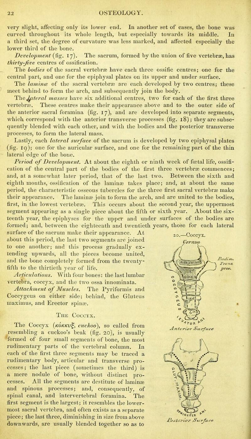 very slight, affecting only its lower end. In another set of cases, the bone was curved throughout its whole length, but especially towards its middle. lu a third set, the degree of curvature was less marked, and affected especially the lower third of the bone. Development (fig. 17). The sacrum, formed by the union of five vertebrae, has thirty-Jive centres of ossification. The bodies of the sacral vertebrae have each three ossific centres; one for the central part, and one for the epiphysal plates on its upper and under surface. The lamince of the sacral vertebrte are each developed by two centres; these meet behind to form the arch, and subsequently join the body. The^^emZ masses have six additional centres, two for each of the first three vertebrae. These centres make their appearance above and to the outer side of the anterior sacral foramina (fig. 17), and are developed into separate segments, which correspond with-the anterior transverse processes (fig. 18); they are subse- quently blended with each other, and with the bodies and the posterior transverse processes, to form the lateral mass. Lastly, each lateral surface of the sacrum is developed by two epiphysal plates (fig. 19); one for the auricular sui'face, and one for the remaining part of the thin lateral edge of the boue. Period of Development. At about the eighth or ninth week of foetal life, ossifi- cation of the central part of the bodies of the first three vertebras commences; and, at a somewhat later period, that of the last two. Between the sixth and eighth mouths, ossification of the laminse takes place; and, at about the same period, the characteristic osseous tubercles for the three first sacral vertebras make their appearance. The laminae join to form the arch, and are united to the bodies, first, in the lowest vertebra;. This occurs about the second year, the upj^ermost segment appearing as a single piece about the fifth or sixth year. About the six- teenth year, the epiphyses for the upper and under surfaces of the bodies are formed; and, between the eighteenth and twentieth years, those for each lateral surface of the sacrum make their apjjearance. At about this period, the last two segments are joined to one another; and this process gradually ex- tending upwards, all the pieces become united, and the bone completely formed from the twenty- fifth to the thirtieth year of life. Articulations. With four bones: the last lumbar vertebra, coccyx, and the two ossa innominata. Attachment of Muscles. The Pyriformis and Coccygeus on either side; behind, the Gluteus maximus, and Erector spinas. The Coccyx. The Coccyx (kokkv^, cuckoo), so called from resembling a cuckoo's beak (fig. 20), is usually formed of four small segments of bone, the most rudimentary parts of the vertebral column. In each of the first three segments may be traced a rudimentary body, articular and transverse pro- cesses; the last piece (sometimes the third) is a mere nodule of bone, without distinct pro- cesses. All the segments are destitute of laminee and spinous processes; and, consequently, of spinal canal, and intervertebral foramina. The first segment is the largest; it resembles the lower- most sacral vertebra, and often exists as a separate piece; the last three, diminishing in size from above downwards, are usually blended together so as to