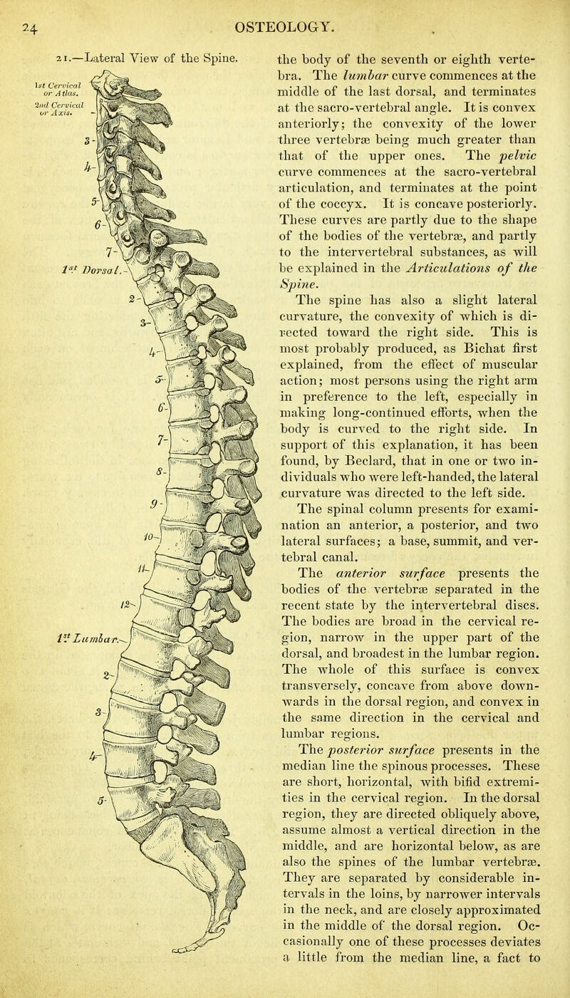 21.—Lateral View of the Spine. the body of the seventh or eighth verte- bra. The lumbar curve commences at the middle of the last dorsal, and terminates at the sacro-vertebral angle. It is convex anteriorly; the convexity of the lower three vertebrae being much greater than that of the upper ones. The pelvic curve commences at the sacro-vertebral articulation, and terminates at the point of the coccyx. It is concave posteriorly. These curves are partly due to the shape of the bodies of the vertebrae, and partly to the intervertebral substances, as will be explained in tlie Articulations of the Spine. The spine has also a slight lateral curvature, the convexity of which is di- rected toward the right side. This is most probably produced, as Bichat first explained, from the effect of muscular action; most persons using the right arm in preference to the left, especially in making long-continued efforts, when the body is curved to the right side. In support of this explanation, it has been found, by Beclard, that in one or two in- dividuals who were left-handed, the lateral curvature was directed to the left side. The spinal column presents for exami- nation an anterior, a posterior, and two lateral surfaces; a base, summit, and ver- tebral canal. The anterior surface presents the bodies of the vertebrae separated in the recent state by the intervertebral discs. The bodies are broad in the cervical re- gion, narrow in the upper part of the dorsal, and broadest in the lumbar region. The whole of this surface is convex transversely, concave from above down- wards in the dorsal region, and convex in the same direction in the cervical and lumbar regions. The posterior surface presents in the median line the spinous processes. These are short, horizontal, with bifid extremi- ties in the cervical region. In the dorsal region, they are directed obliquely above, assume almost a vertical direction in the middle, and are horizontal below, as are also the spines of the lumbar vertebra. They are separated by considerable in- tervals in the loins, by narrower intervals in the neck, and are closely approximated in the middle of the dorsal region. Oc- casionally one of these processes deviates a little from the median line, a fact to