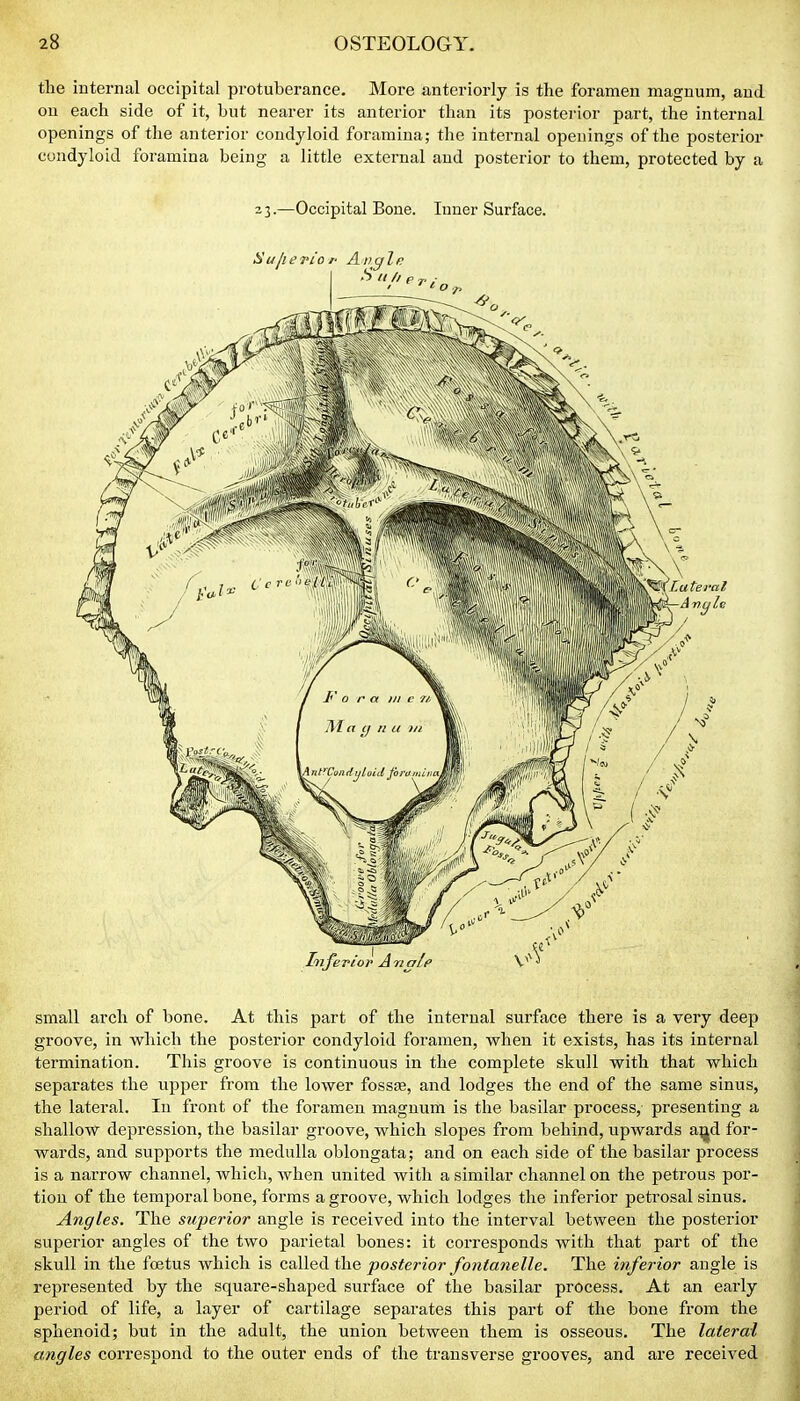 the internal occipital protuberance. More anteriorly is the foramen magnum, and on each side of it, but nearer its anterior than its posterior part, the internal openings of the anterior condyloid foramina; the internal openings of the posterior condyloid foramina being a little external and posterior to them, protected by a 23.—Occipital Bone. Inner Surface. small arch of bone. At this part of the internal surface there is a very deep groove, in which the posterior condyloid foramen, when it exists, has its internal termination. This groove is continuous in the complete skull with that which separates the upper from the lower fossfe, and lodges the end of the same sinus, the lateral. In front of the foramen magnum is the basilar process, presenting a shallow depression, the basilar groove, which slopes from behind, upwards aijd for- wards, and supports the medulla oblongata; and on each side of the basilar process is a narrow channel, which, when united with a similar channel on the petrous por- tion of the temporal bone, forms a groove, which lodges the inferior petrosal sinus. Angles. The superior angle is received into the interval between the posterior superior angles of the two parietal bones: it corresponds with that part of the skull in the foetus which is called the posterior fontanelle. The inferior angle is represented by the square-shaped surface of the basilar process. At an early period of life, a layer of cartilage separates this part of the bone from the sphenoid; but in the adult, the union between them is osseous. The lateral angles correspond to the outer ends of the transverse grooves, and are received