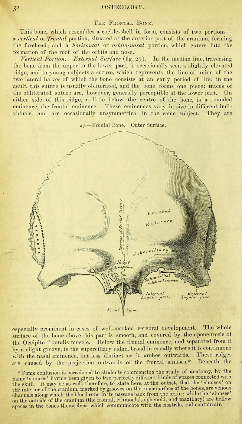 TnE Fkontal Bone. This bone, which resembles a cockle-shell in form, consists of two portions— a vertical or frontal portion, situated at the anterior part of the cranium, forming the forehead; and a horizontal or orbito-nasal portion, which enters into the formation of the roof of the orbits and nose. Vertical Portion. External Surface (fig. 27). In the median line, traversing the bone from the upper to the lower part, is occasionally seen a slightly elevated ridge, and in young subjects a suture, which represents the line of union of the two lateral halves of Avhich the bone consists at an early period of life: in the adult, this suture is usually obliterated, and the bone forms one piece: traces of the obliterated suture are, however, generally perceptible at the lower part. On either side of this ridge, a little below the centre of the bone, is a rounded eminence, the frontal eminence. These eminences vary in size in different indi- viduals, and are occasionally unsymmetrical in the same subject. They are 27.—Frontal Bone. Outer Surface. especially prominent in cases of well-marked cerebral development. The whole surface of the bone above this part is smooth, and covered by the aponeurosis of the Occipito-frontalis muscle. Below the frontal eminence, and separated from it by a slight groove, is the superciliary ridge, broad internally where it is continuous with the nasal eminence, but less distinct as it arches outwards. These ridges are caused by the projection outwards of the frontal sinuses.* Beneath the * Some confusion is occasioned to students commencmg the study of anatomy, by the name 'sinuses' having been given to two perfectly different kinds of spaces connected with the skull. It may be as well, therefore, to state here, at the outset, that the ' sinuses' on the interior of the cranium, marked by grooves on the inner surface of the bones, are venous channels along which the blood runs in its passage back from the brain ; while the ' sinuses' on the outside of the cranium (the frontal, ethmoidal, sphenoid, and maxillary) are hollow spaces in the bones themselves, which communicate with the nostrils, and contain air.