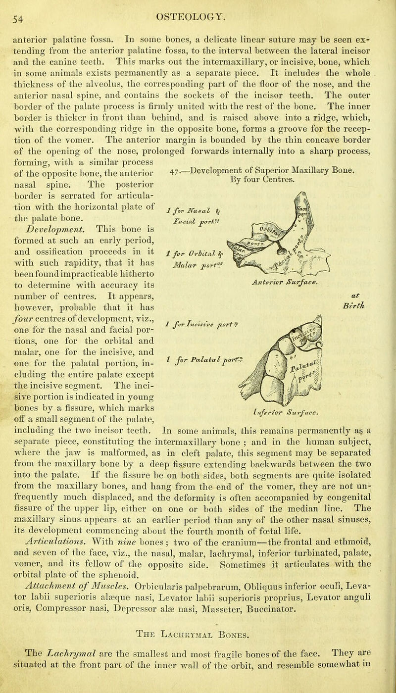 anterior palatine fossa. In some bones, a delicate linear suture may be seen ex- tending from the anterior palatine fossa, to the interval between the lateral incisor and the canine teeth. This marks out the intermaxillary, or incisive, bone, which in some animals exists permanently as a separate piece. It includes the whole thickness of the alveolus, the corresponding part of the floor of the nose, and the anterior nasal spine, and contains the sockets of the incisor teeth. The outer border of the palate process is firmly united with the rest of the bone. The inner border is thicker in front than behind, and is raised above into a ridge, which, with the corresponding ridge in the opposite bone, forms a groove for the recep- tion of the vomer. The anterior margin is bounded by the thin concave border of the opening of the nose, prolonged forwards internally into a sharp process, forming, with a similar process of the opposite bone, the anterior nasal spine. The posterior border is serrated for articula- tion with the horizontal plate of the palate bone. Development. This bone is formed at such an early period, and ossification proceeds in it with such rapidity, that it has been foundimpracticable hitherto to determine with accuracy its number of centres. It appears, however, probable that it has four centres of development, viz., one for the nasal and facial por- tions, one for the orbital and malar, one for the incisive, and one for the palatal portion, in- cluding the entire palate except the incisive segment. The inci- sive portion is indicated in young bones by a fissure, which marks off a small segment of the palate, including the two incisor teeth. In some animals, this remains permanently as a separate piece, constituting the intermaxillary bone ; and in the liuman subject, where the jaw is malformed, as in cleft palate, this segment may be separated from the maxillary bone by a deep fissure extending backwards between the two into the palate. If the fissure be on both sides, both segments are quite isolated from the maxillary bones, and hang from the end of the vomer, they are not un- frequently much displaced, and the deformity is often accompanied by congenital fissure of the upper lip, either on one or both sides of the median line. The maxillary sinus appears at an earlier period than any of the other nasal sinuses, its development commencing about the fourth month of foetal life. Articulations. With nine bones ; two of the cranium—the frontal and ethmoid, and seven of the face, viz., the nasal, malar, lachrymal, inferior turbinated, palate, vomer, and its fellow of the opposite side. Sometimes it articulates with the orbital plate of the sphenoid. Attachment of Muscles. Orbicularis palpebrarum, Obliquus inferior ocuR, Leva- tor labii superioris alteque nasi, Levator labii superioris proprius. Levator anguli oris, Compressor nasi, Depressor ate nasi, Masseter, Buccinator. The Lachrymal Bones. The Lachrymal are the smallest and most fragile bones of the face. They are situated at the front part of the inner wall of the orbit, and resemble somewhat in