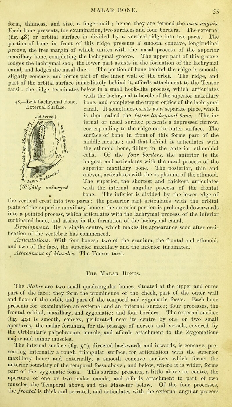 form, thinness, and size, a finger-uail ; hence they are termed the ossa U7igtiis. Each bone presents, for examination, two surfaces and four borders. The external (fig. 48) or orbital surface is divided by a vertical ridge into two parts. The portion of bone in front of this ridge presents a smooth, concave, longitudinal groove, the free margin of which unites with the nasal process of the suj^erior maxillary bone, completing the lachrymal groove. The upper part of this groove lodges the lachrymal sac ; the lower part assists in the formation of the lachrymal canal, and lodges the nasal duct. The portion of bone behind the ridge is smooth, slightly concave, and forms part of the inner wall of the orbit. The ridge, and part of the orbital surface immediately behind it, affords attachment to the Tensor tarsi : the ridge terminates below in a small hook-like process, which articulates with the lachrymal tubercle of the superior maxillary bone, and completes the upper orifice of the lachrymal canal. It sometimes exists as a separate piece, which is then called the lesser lachrymal hone. The in- ternal or nasal surface presents a depressed furrow, corresponding to the ridge on its outer surface. The surface of bone in front of this forms part of the middle meatus ; and that behind it articulates with the ethmoid bone, filling in the anterior ethmoidal cells. Of the four borders, the anterior is the longest, and articulates with the nasal process of the superior maxillary bone. The posterior, thin and uneven, articulates with the os planum of the ethmoid. The superior, the shortest and thickest, articulates with the internal angular jjrocess of the frontal bone. The inferior is divided by the lower edge of the vertical crest into two parts : the posterior part articulates with the orbital plate of the superior maxillaiy bone ; the anterior portion is prolonged downwards into a pointed process, which articulates with the lachrymal process of the inferior turbinated bone, and assists in the formation of the lachrymal canal. Development. By a single centre, which makes its appearance soon after ossi- fication of the vertebrjE has commenced. Articulations. With four bones ; two of the cranium, the frontal and ethmoid, and two of the face, the superior maxillary and the inferior turbinated. Attachment of Muscles. The Tensor tarsi. The Malar Bones. 48.—Left Lachrymal Boue. External Surface. m'tA Frontal The Malar are two small quadrangular bones, situated at the upper and outer part of the face: they form the prominence of the cheek, part of the outer wall and floor of the orbit, and part of the temporal and zygomatic fosste. Each bone presents for examination an external and an internal surface; four processes, the frontal, orbital, maxillary, and zygomatic; and four boi'ders. The external surface (fig. 49) is smooth, convex, perforated near its centre by one or two small apertures, the malar foramina, for the passage of nerves and vessels, covered by the Orbicularis palpebrarum muscle, and affords attachment to the Zygomaticus major and minor muscles. The internal surface (fig. 50), directed backwards and inwards, is concave, pre- senting internally a rough triangular surface, for articulation with the superior maxillary boue; and externally, a smooth concave surface, which forms the anterior boundary of the temporal fossa above ; and below, where it is wider, forms part of the zygomatic fossa. This surface presents, a little above its centre, the aperture of one or two malar canals, and affords attachment to part of two muscles, the Temporal above, and the Masseter below. Of the four processes, the frontal is thick and serrated, and articulates with the external angular process
