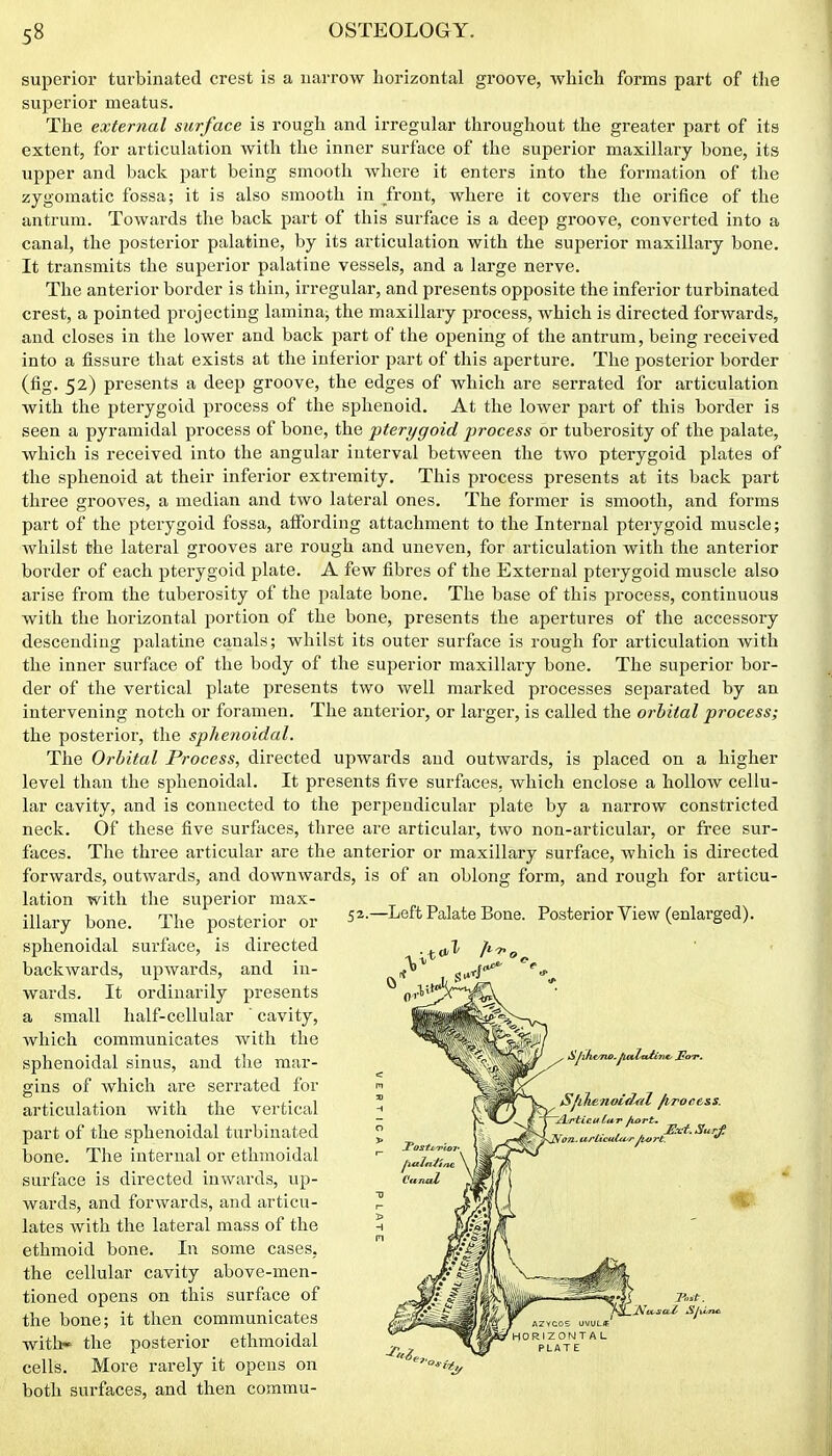 superior turbinated crest is a narrow horizontal groove, which forms part of the superior meatus. The external surface is rough and irregular throughout the greater part of its extent, for articulation with the inner surface of the superior maxillaiy bone, its upper and back part being smooth where it enters into the formation of the zygomatic fossa; it is also smooth in front, where it covers the orifice of the antrum. Towards the back part of this surface is a deep groove, converted into a canal, the posterior palatine, by its articulation with the superior maxillary bone. It transmits the superior palatine vessels, and a large nerve. The anterior border is thin, irregular, and presents opposite the inferior turbinated crest, a pointed projecting lamina, the maxillary process, which is directed forwards, and closes in the lower and back part of the opening of the antrum, being received into a fissure that exists at the inferior part of this aperture. The posterior border (fig. 52) presents a deep groove, the edges of which are serrated for articulation with the pterygoid process of the sphenoid. At the lower part of this border is seen a pyramidal process of bone, the pterygoid process or tuberosity of the palate, which is received into the angular interval between the two pterygoid plates of the sphenoid at their inferior extremity. This process presents at its back part three grooves, a median and two lateral ones. The former is smooth, and forms part of the pterygoid fossa, affording attachment to the Internal pterygoid muscle; whilst the lateral grooves are rough and uneven, for articulation with the anterior border of each pterygoid plate. A few fibres of the External pterygoid muscle also arise from the tuberosity of the palate bone. The base of this process, continuous with the horizontal portion of the bone, presents the apertures of the accessory descending palatine canals; whilst its outer surface is rough for articulation with the inner sm-face of the body of the superior maxillary bone. The superior bor- der of the vertical plate presents two well marked processes separated by an intervening notch or foramen. The anterior, or larger, is called the orbital process; the posterior, the sphenoidal. The Orbital Process, directed upwards aud outwards, is placed on a higher level than the sphenoidal. It presents five surfaces, which enclose a hollow cellu- lar cavity, and is connected to the perpendicular plate by a narrow constricted neck. Of these five surfaces, three are articular, two non-articular, or free sur- faces. The three articular are the anterior or maxillary surface, which is directed forwards, outwards, and downwards, is of an oblong form, and rough for articu- lation with the superior max- illary bone. The posterior or S^.-Left Palate Bone. Posterior View (enlarged). sphenoidal surface, is directed backwards, upwards, and in- wards. It ordinarily presents a small half-cellular  cavity, Avliich communicates with the sphenoidal sinus, and the mar- gins of which are serrated for articulation with the vertical part of the sphenoidal turbinated bone. The internal or ethmoidal surface is directed inwards, up- wards, and forwards, and articu- lates with the lateral mass of the ethmoid bone. In some cases, the cellular cavity above-men- tioned opens on this surface of the bone; it then communicates with* the posterior ethmoidal cells. More rarely it opens on both surfaces, and then commu- Sjihenoi^^il fvroec&s. JLrticu ltt,-r hort. ,. ,' JExt.Surf