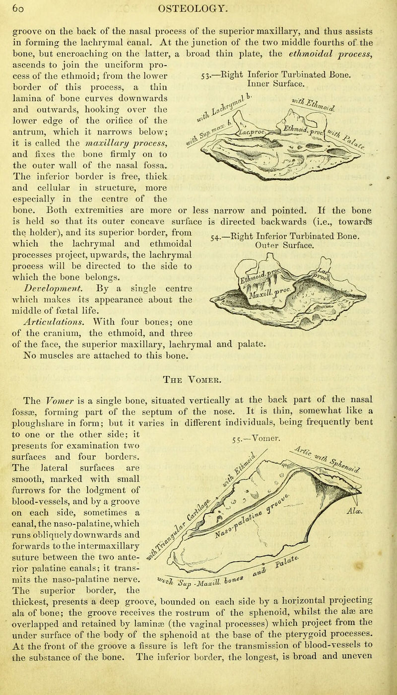 groove on the back of the nasal process of the superior maxillary, and thus assists in forming the lachrymal canal. At the junction of the two middle fourths of the bone, but encroaching on the latter, a broad thin plate, the ethmoidal process, ascends to join the unciform pro- cess of the ethmoid; from the lower border of this process, a thin lamina of bone curves downwards and outwards, hooking over the the orifice of the it narrows below; maxillary process, bone firmly on to of the nasal fossa. thick 53-- -Eight Inferior Turbinated Bone. Inner Surface. lower edge of antrum, which it is called the and fixes the the outer wall The inferior border is free, and cellular in structure, more especially in the centre of the bone. Both extremities are moi'e or less naiTow and pointed, is held so that its outer concave surface is directed backwards 54-- the holder), and its superior border, from which the lachrymal and ethmoidal processes project, upwards, the lachrymal process will be directed to the side to which the bone belongs. Development. By a single centre which makes its appearance about the middle of foetal life. Articulations. With four bones; one of the cranium, the ethmoid, and three of the face, the superior maxillary, lachrymal and palate. No muscles are attached to this bone. If the bone (i.e., towards •Right Inferior Turbinated Bone. Outer Surface. The Vomer. Vomer. The Vomer is a single bone, situated vertically at the back part of the nasal fossffi, forming part of the septum of the nose. It is thin, somewhat like a ploughshare in form; but it varies in different individuals, being frequently bent to one or the other side; it presents for examination two surfaces and four borders. The lateral surfaces are smooth, marked with small furrows for the lodgment of blood-vessels, and by a gi'oove on each side, sometimes a canal, the naso-palatine, which runs obliquely downwards and forwards to the intermaxillary suture between the two ante- rior palatine canals; it trans- mits the naso-palatine nerve. The superior border, the thickest, presents a deep groove, bounded on each side by a horizontal projecting ala of bone; the groove receives the rostrum of the sphenoid, whilst the alse are overlapped and retained by laminas (the vaginal processes) which project from the under surface of the body of the sphenoid at the base of the pterygoid processes. At the front of the groove a fissure is left for the transmission of blood-vessels to the substance of the bone. The inferior border, the longest, is broad and uneven